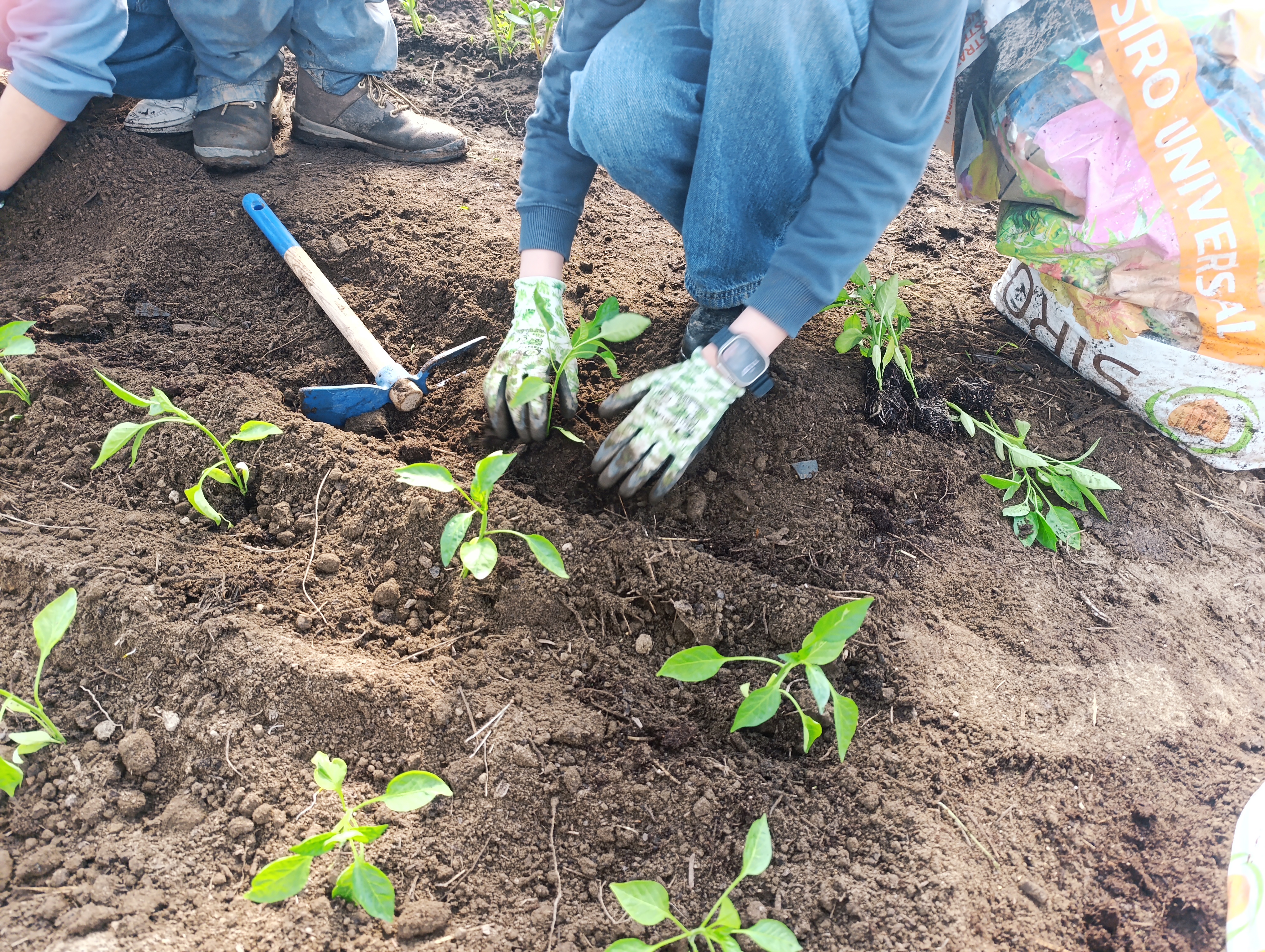 Plantação a ser realizada pelos alunos
