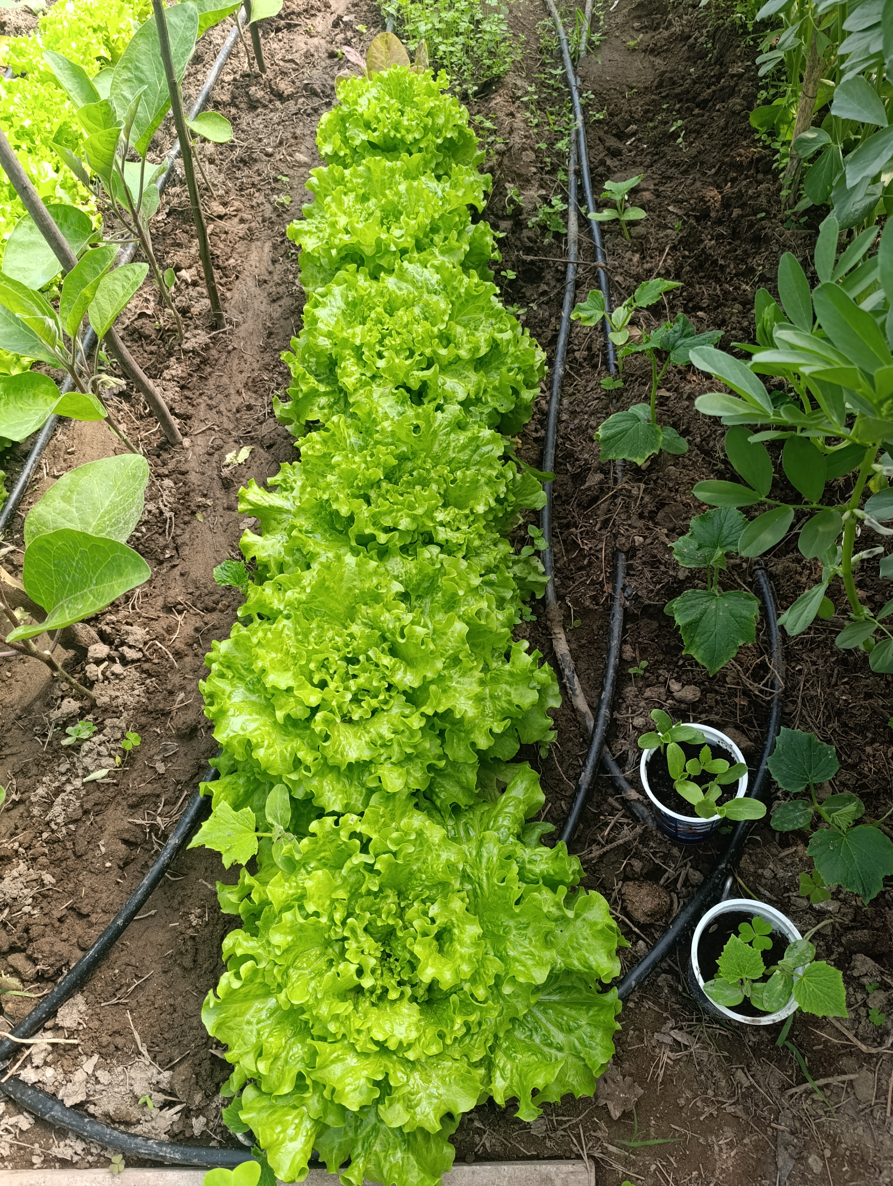 Alfaces em desenvolvimento