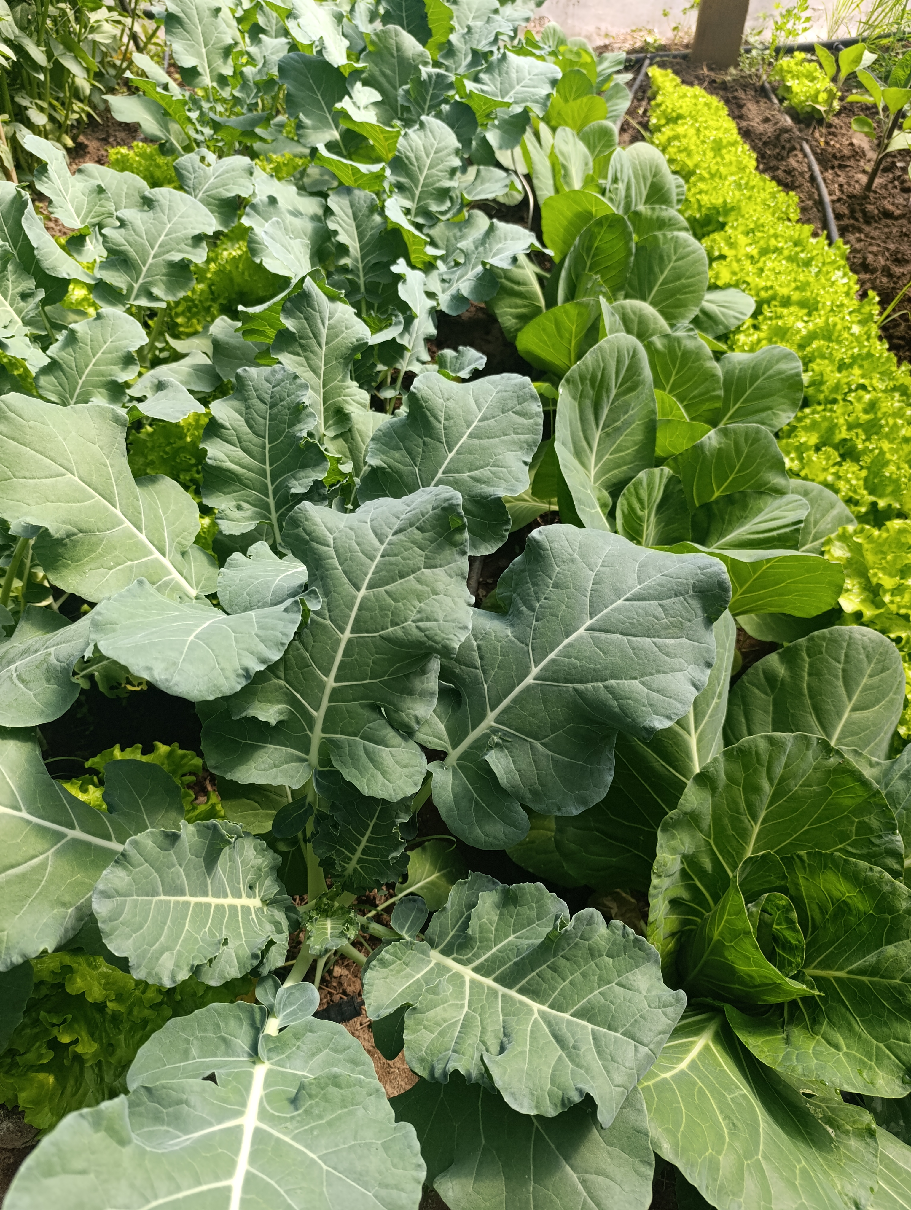 Couve brócolo  em desenvolvimento