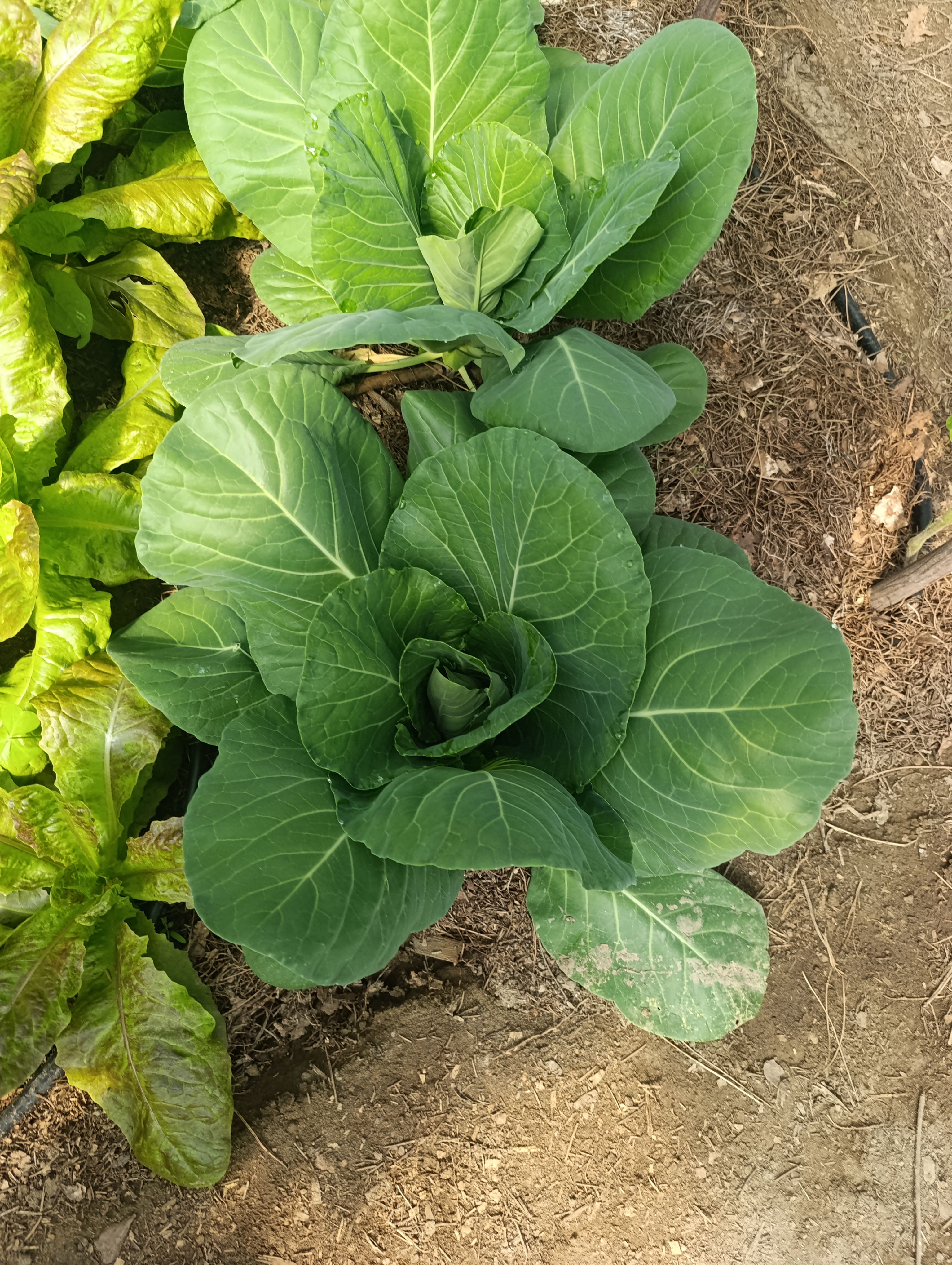 Couve coração em desenvolvimento