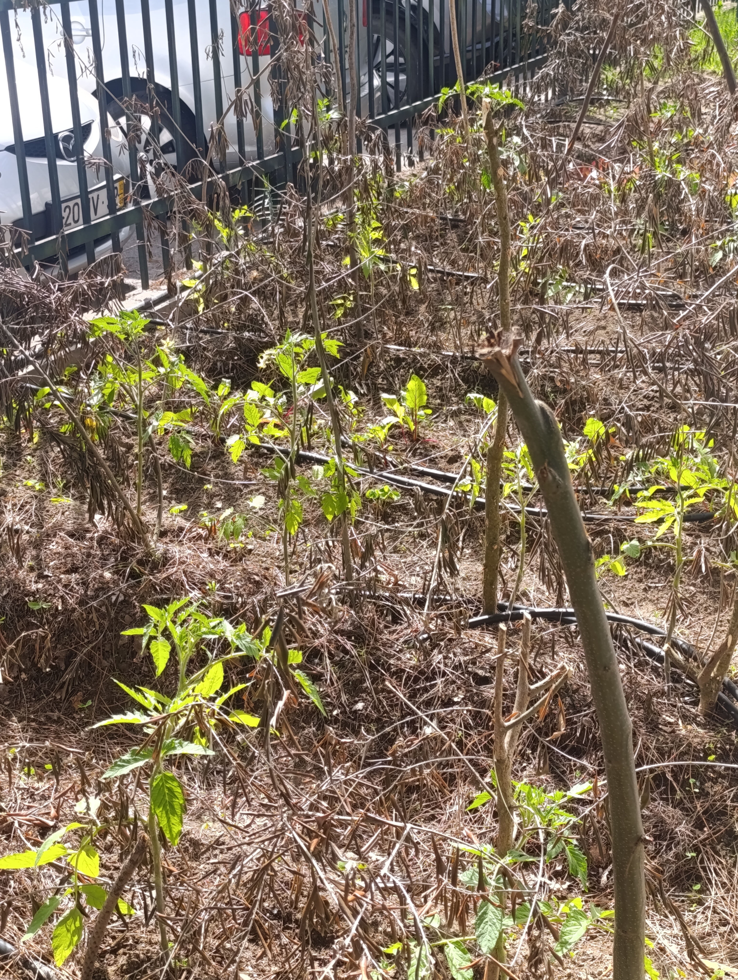 Tomateiros no espaço exterior à estufa