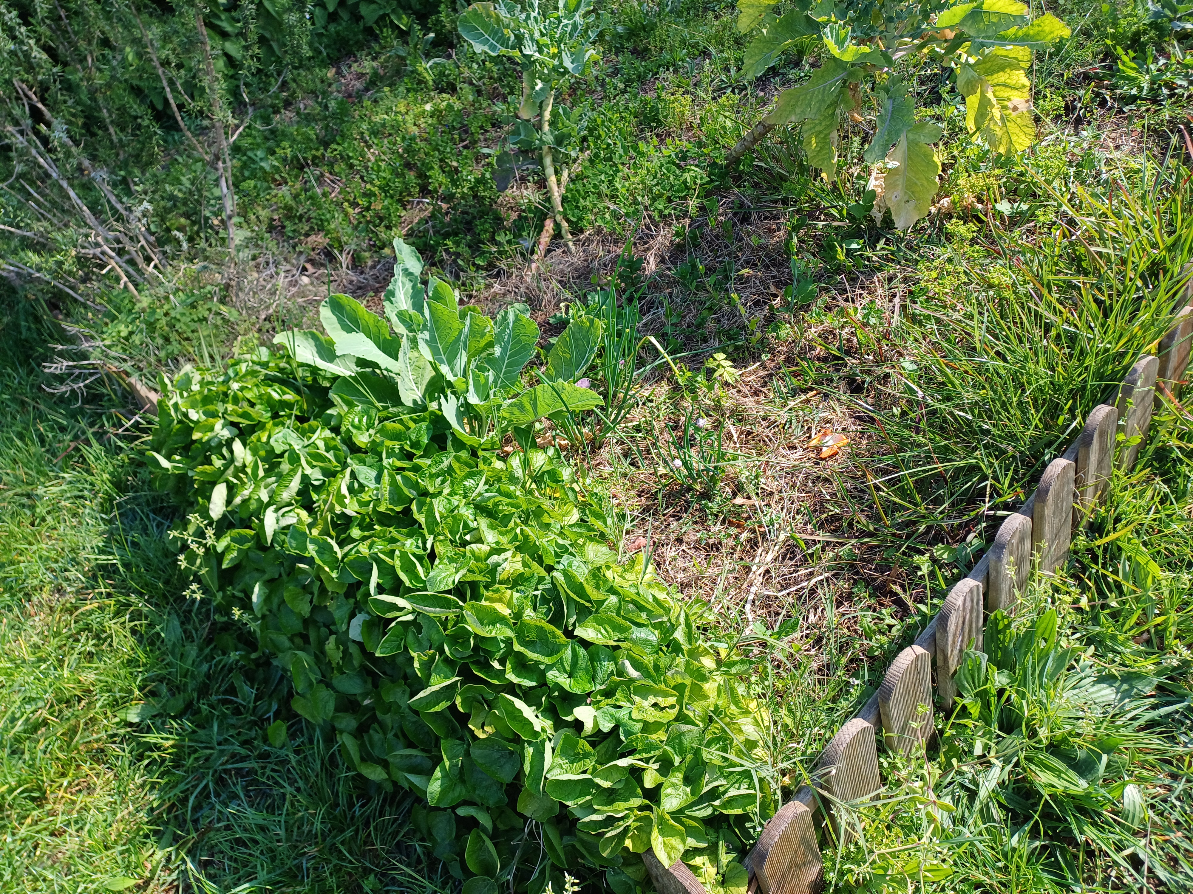 Pormenor das violetas e do alecrim (2).