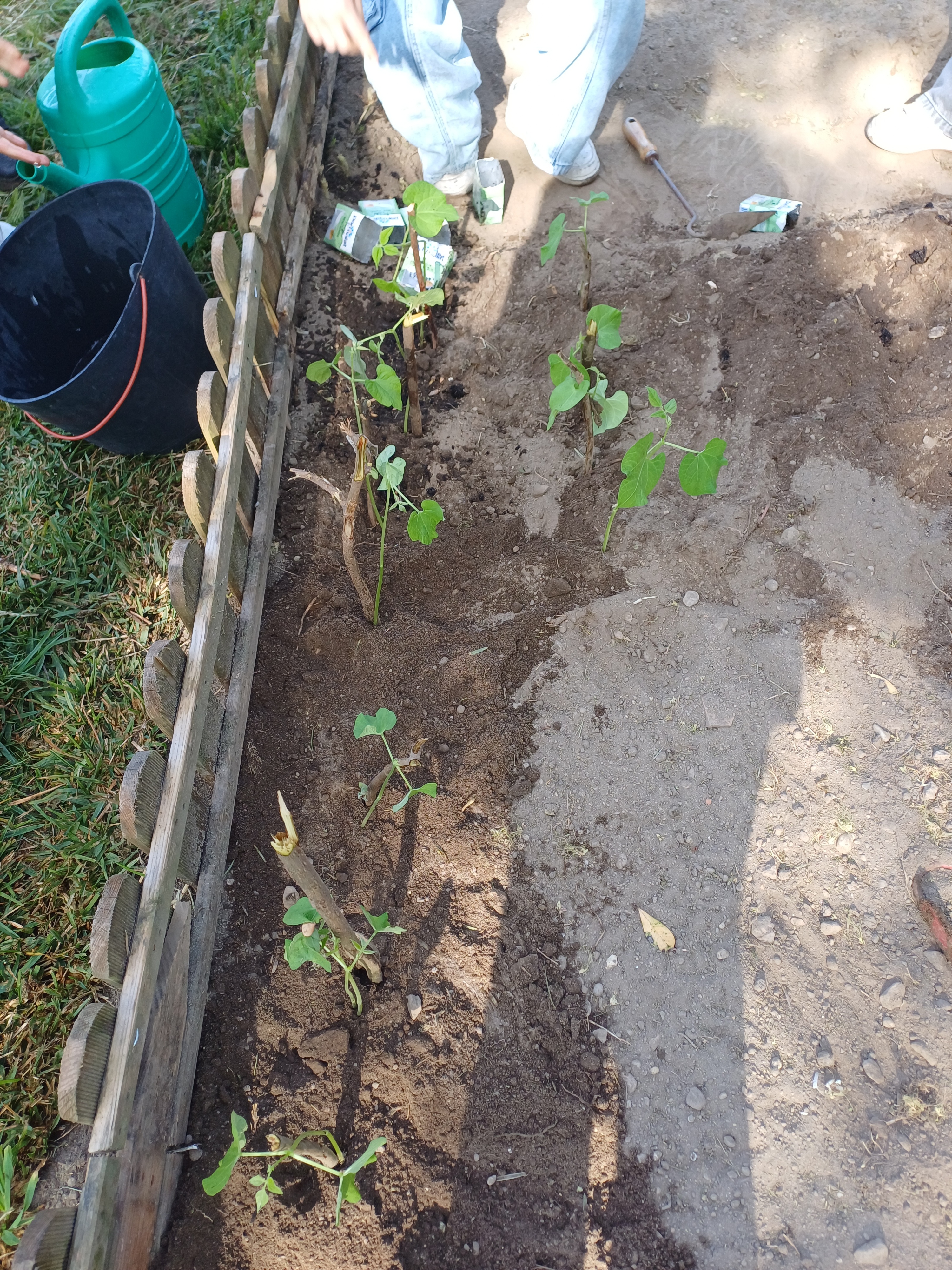 Transplantação das ervilhas e dos feijões para a Horta. (1)