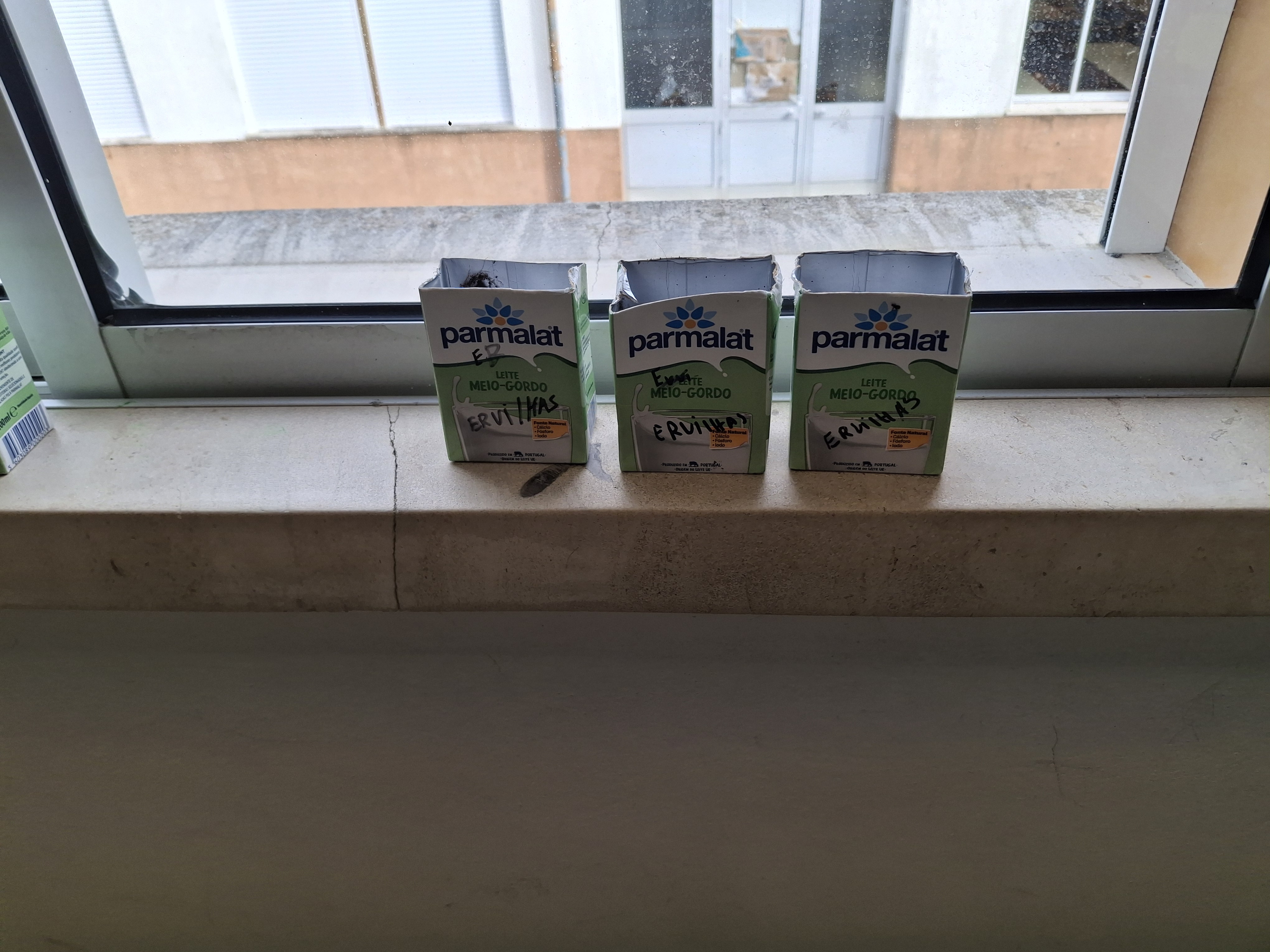 Sementeira de ervilhas em embalagens de leite reutilizadas, em sala de aula_1.º ciclo.