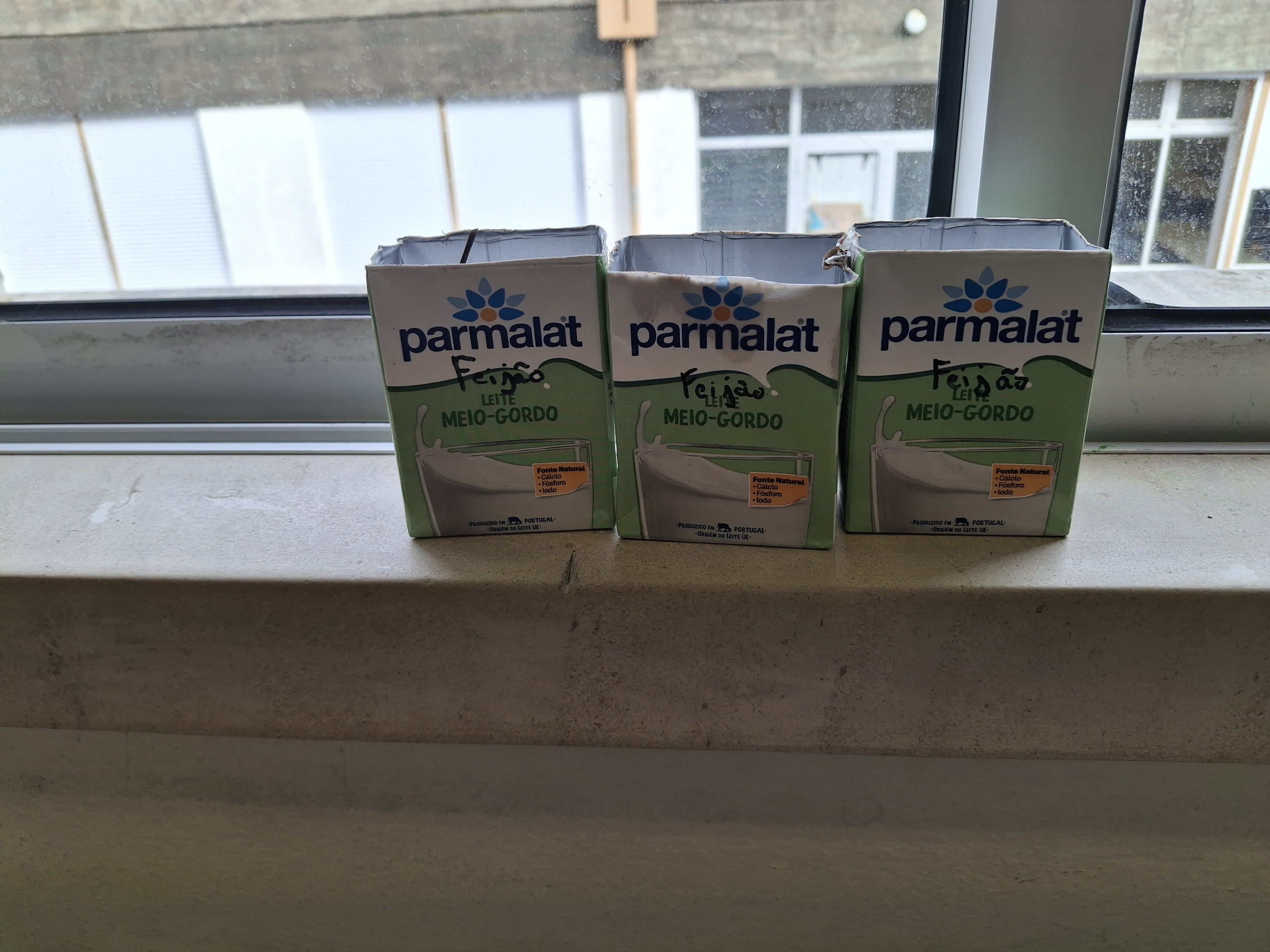 Sementeira de feijões em embalagens de leite reutilizadas, em sala de aula_1.º ciclo.