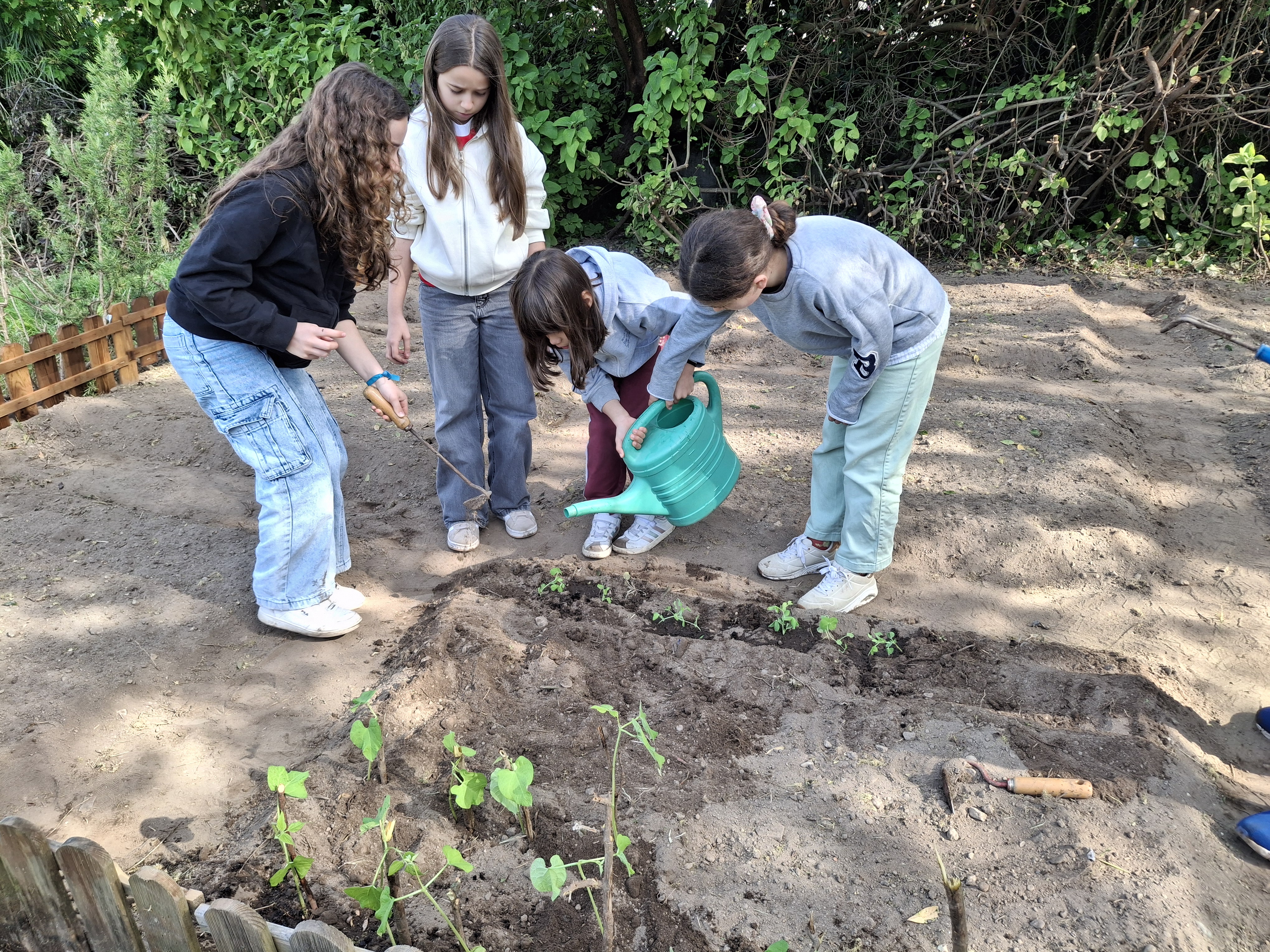 Transplantação das ervilhas e dos feijões para a Horta. (2)