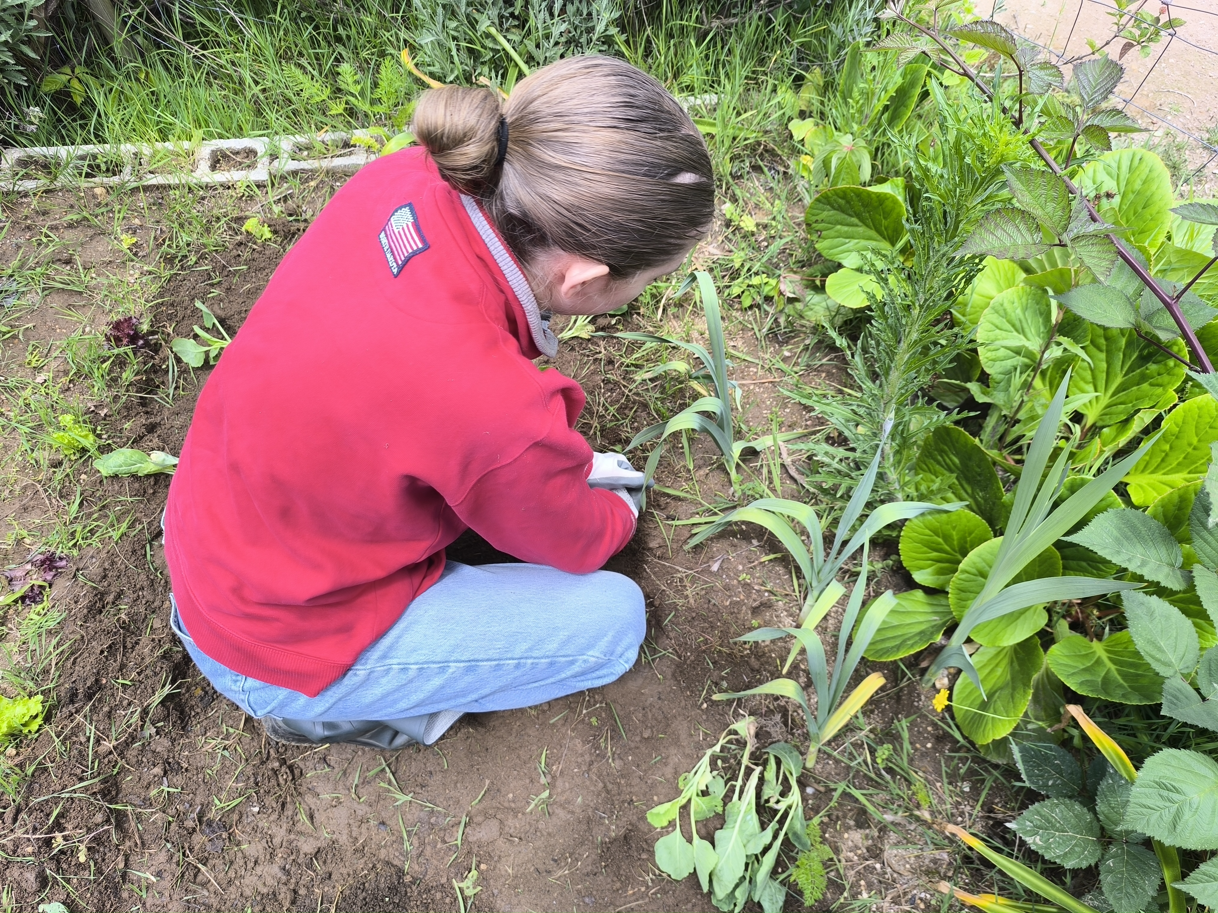 Dias depois de apanhar as cebolas, o terreno foi limpo de ervas e feita a fertilização verde para preparar novas culturas. Desta vez será tomate e pimentos.