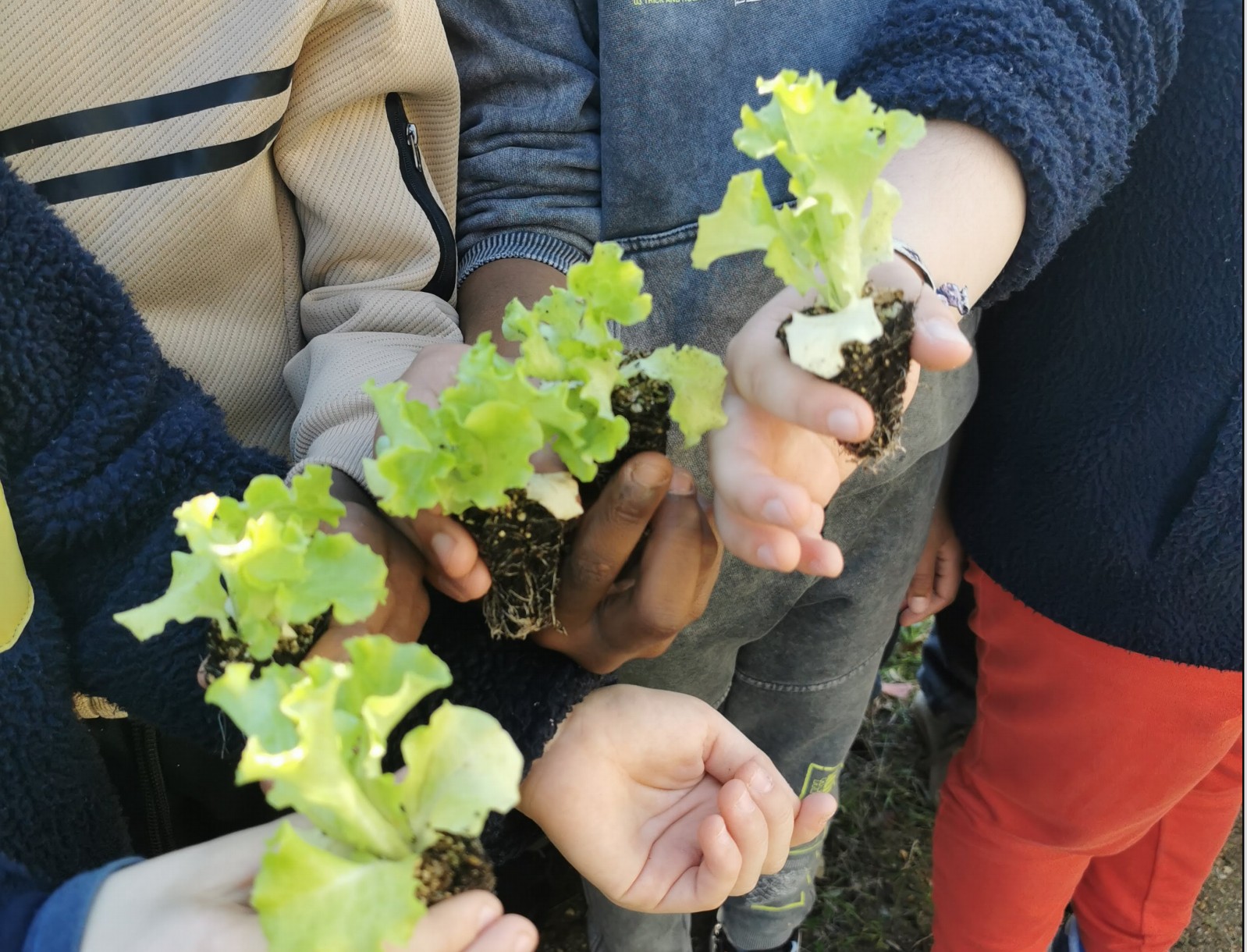 O que é um pé de alface?