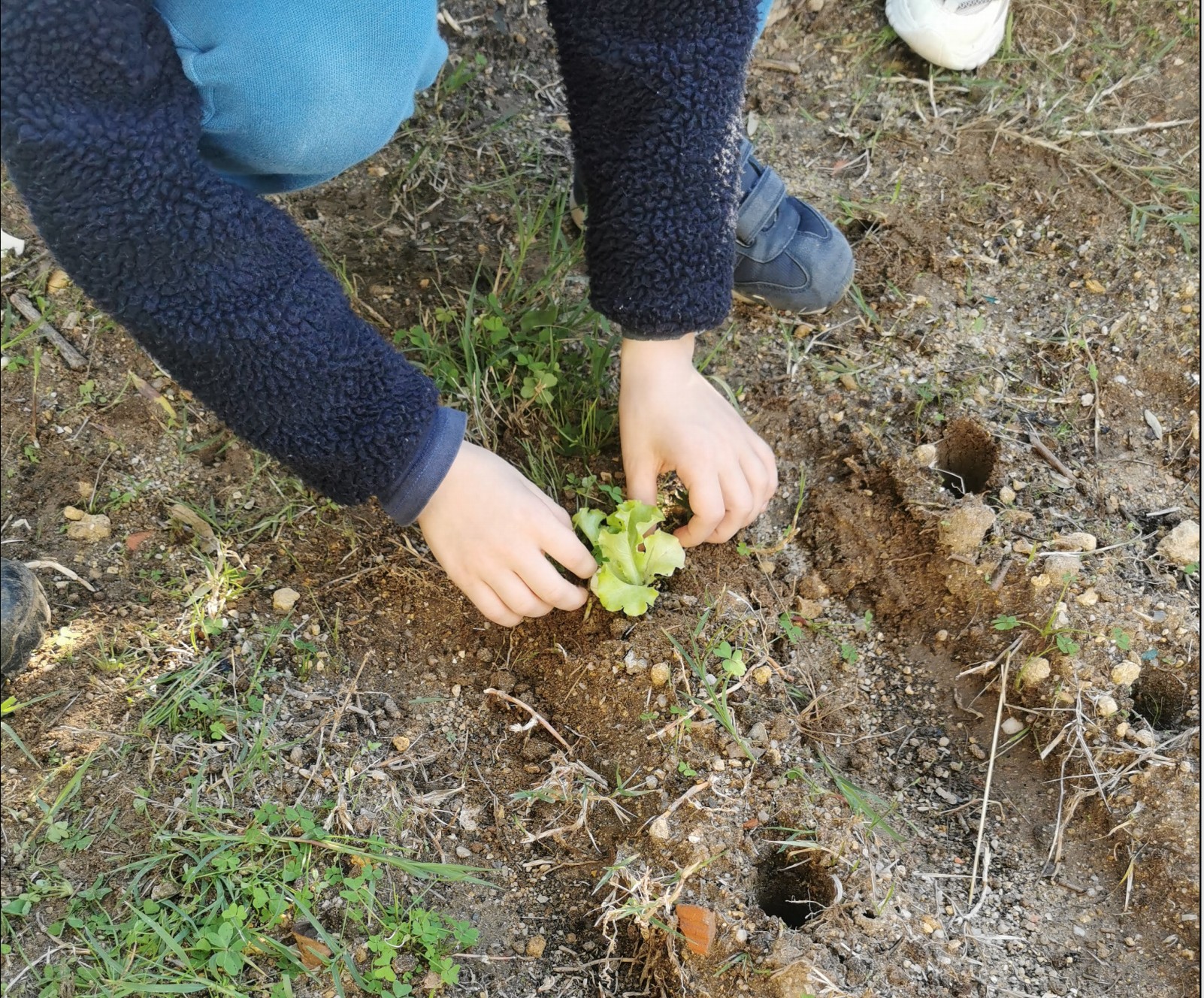 Como plantar alfaces?