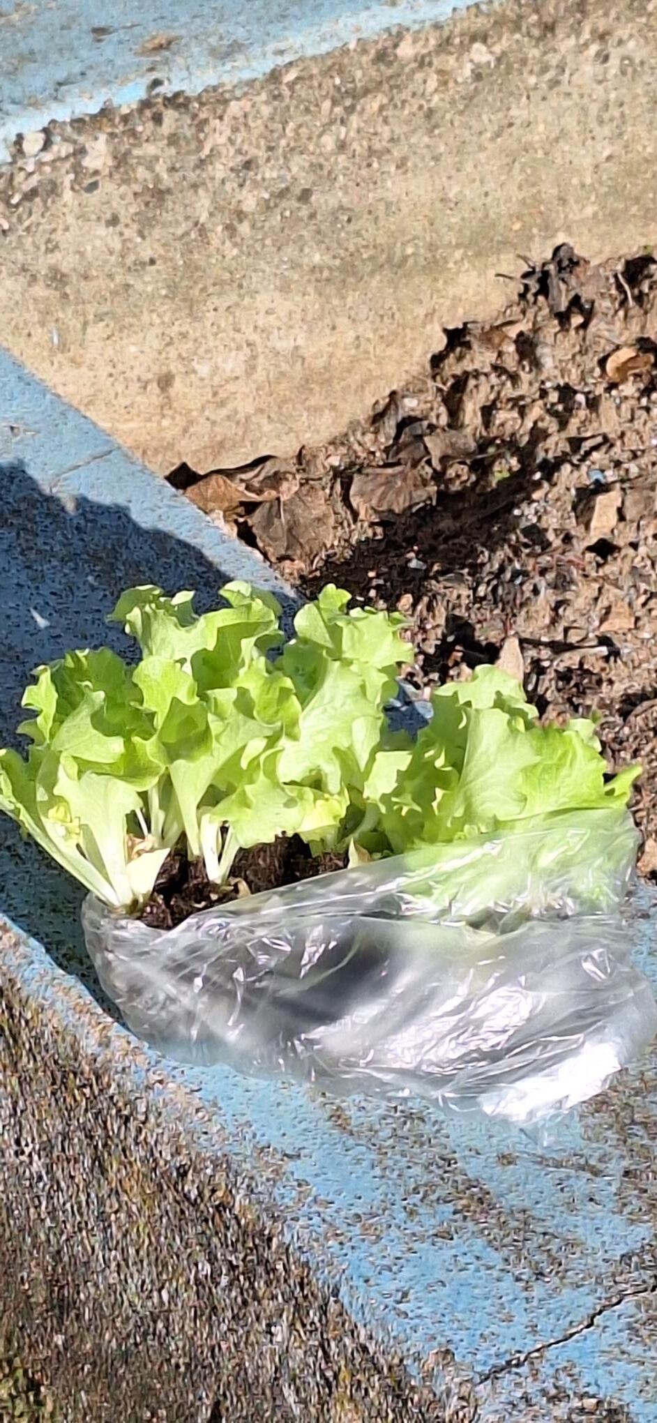 No mesmo dia em que plantámos as couves também se plantaram alfaces.