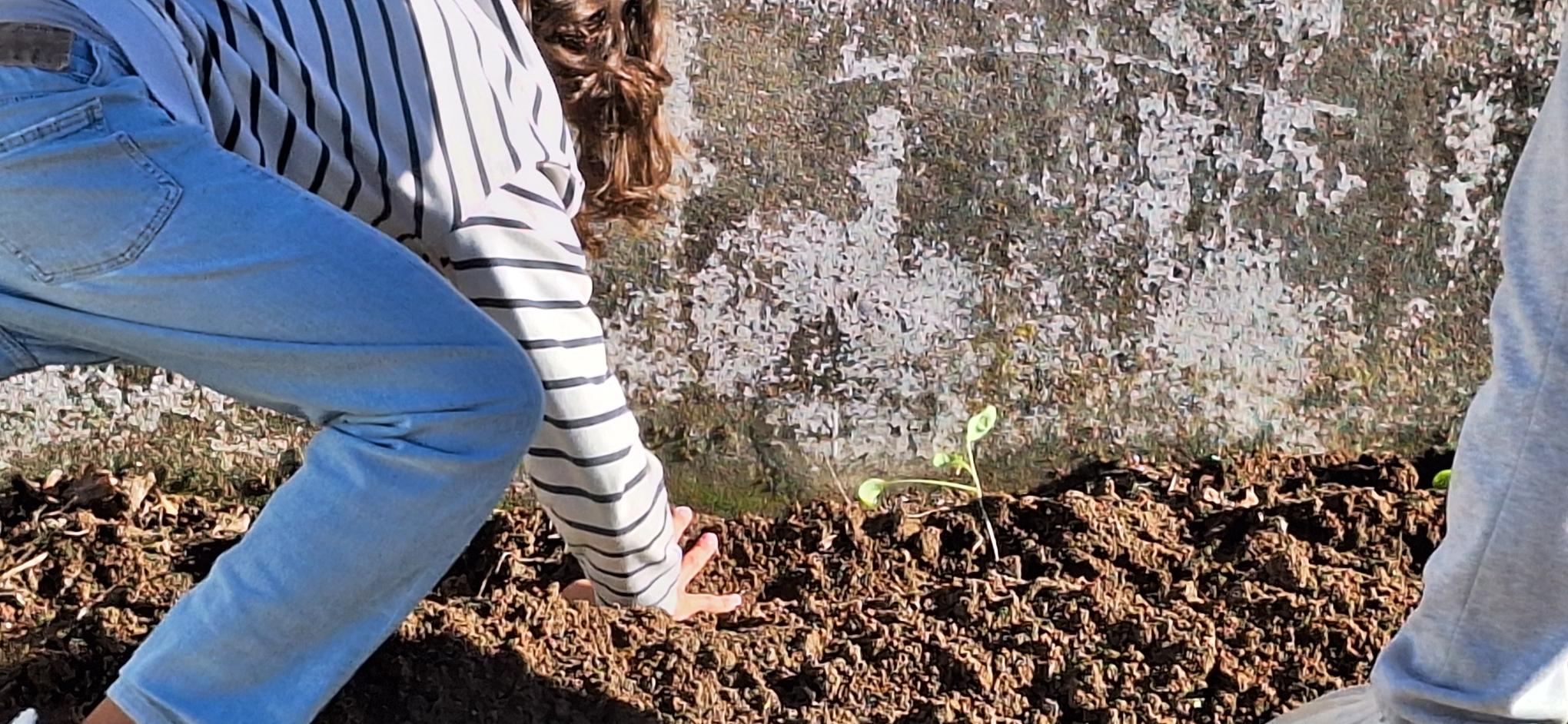 Couves plantadas.