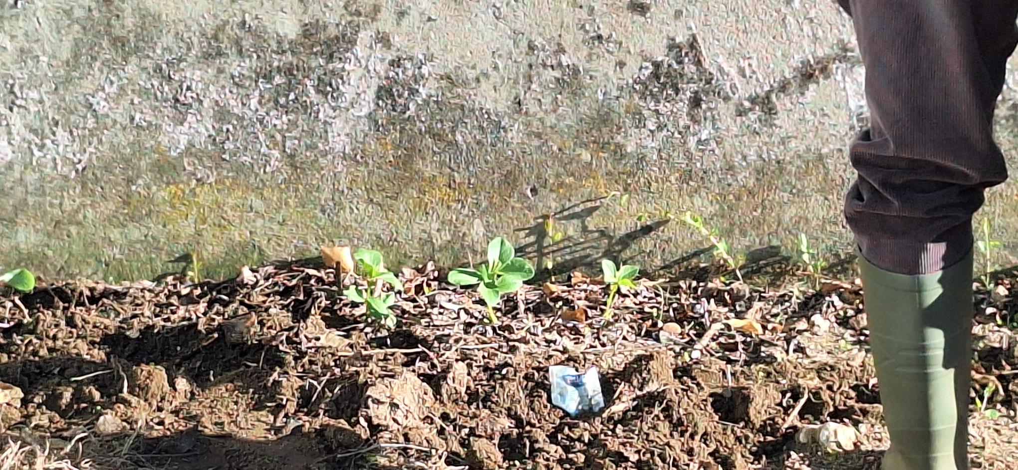 Em janeiro já tínhamos favas nascidas.