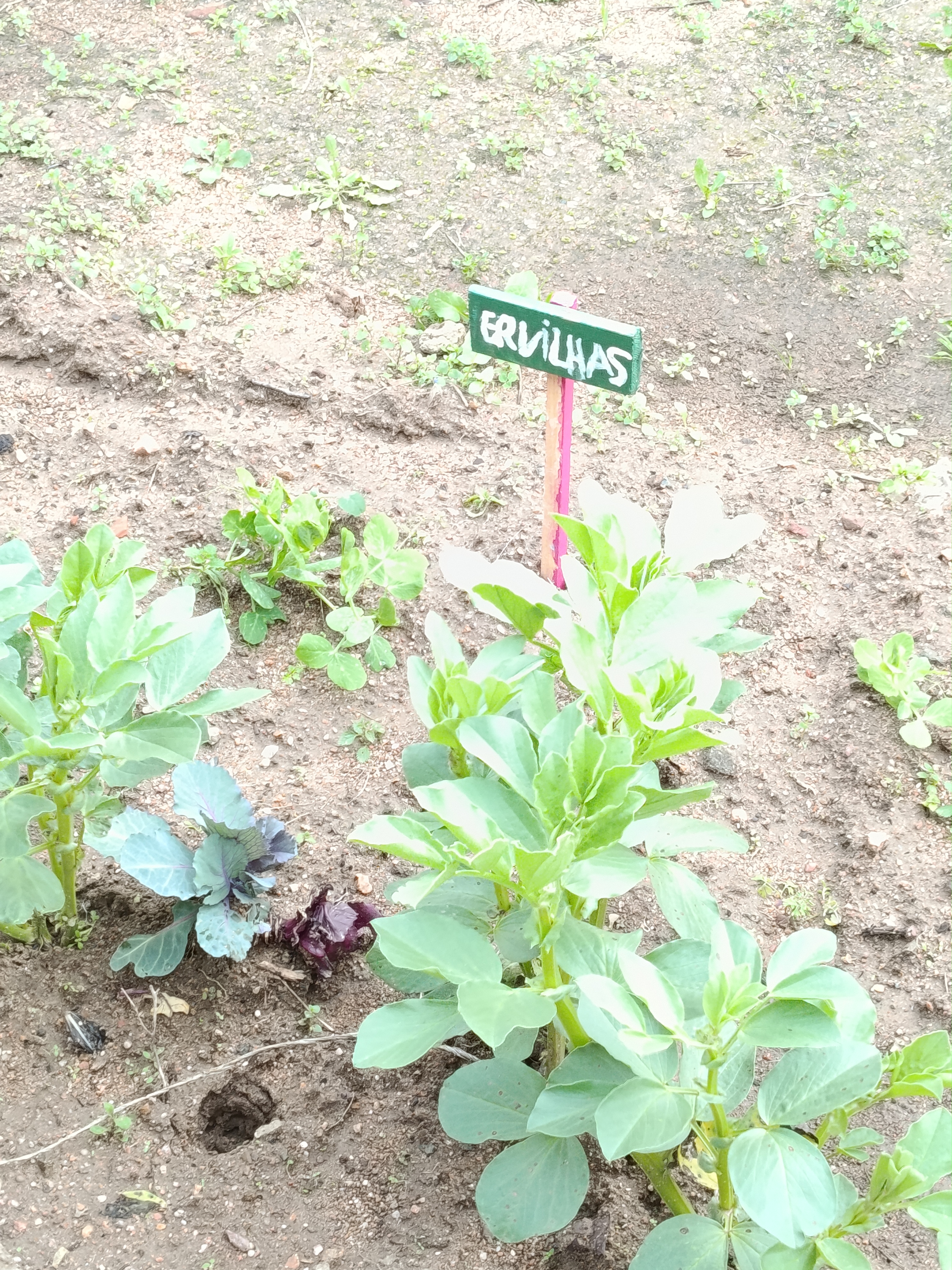 Identificação da zona das ervilhas e das favas.