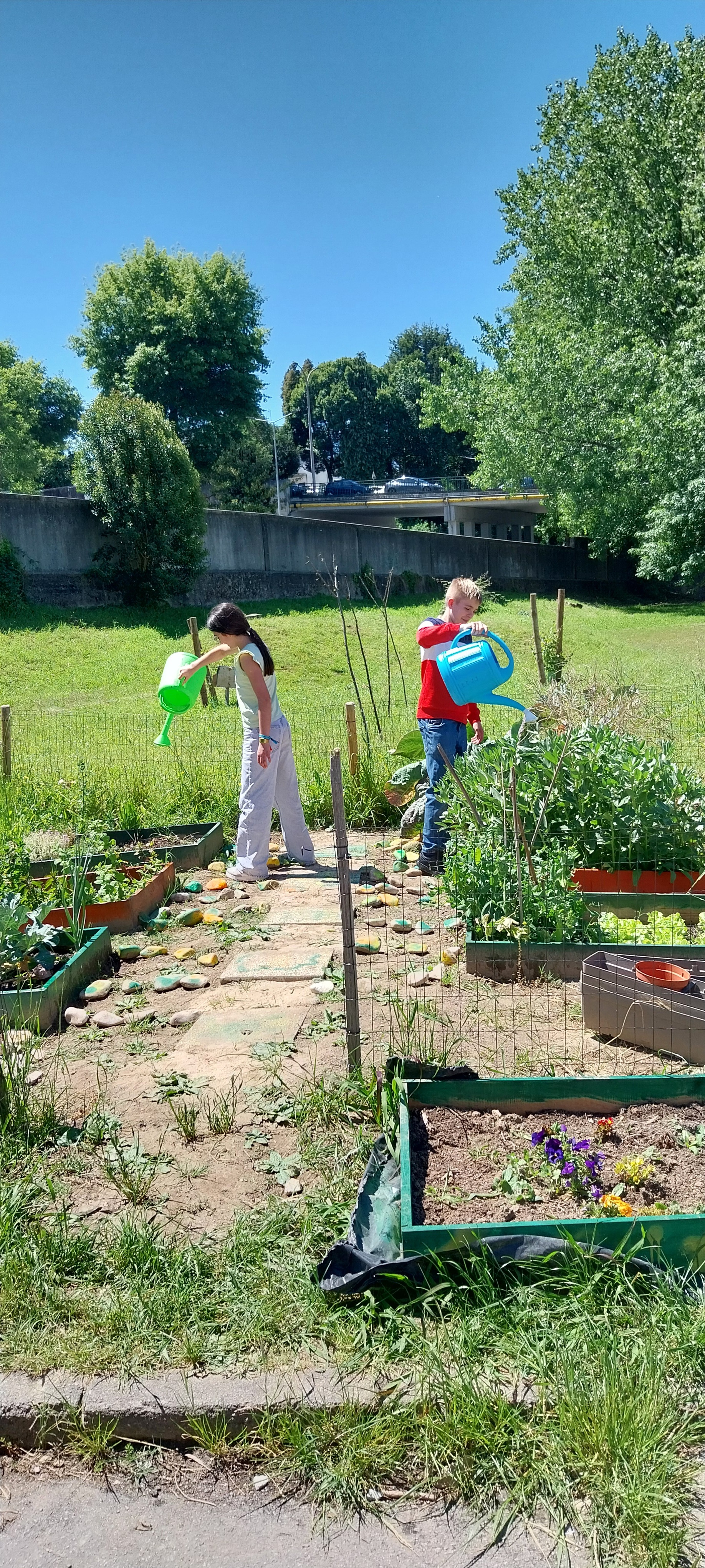 Cada gota conta! Os alunos regam as plantas com dedicação, ajudando a horta a crescer saudável e cheia de vida.