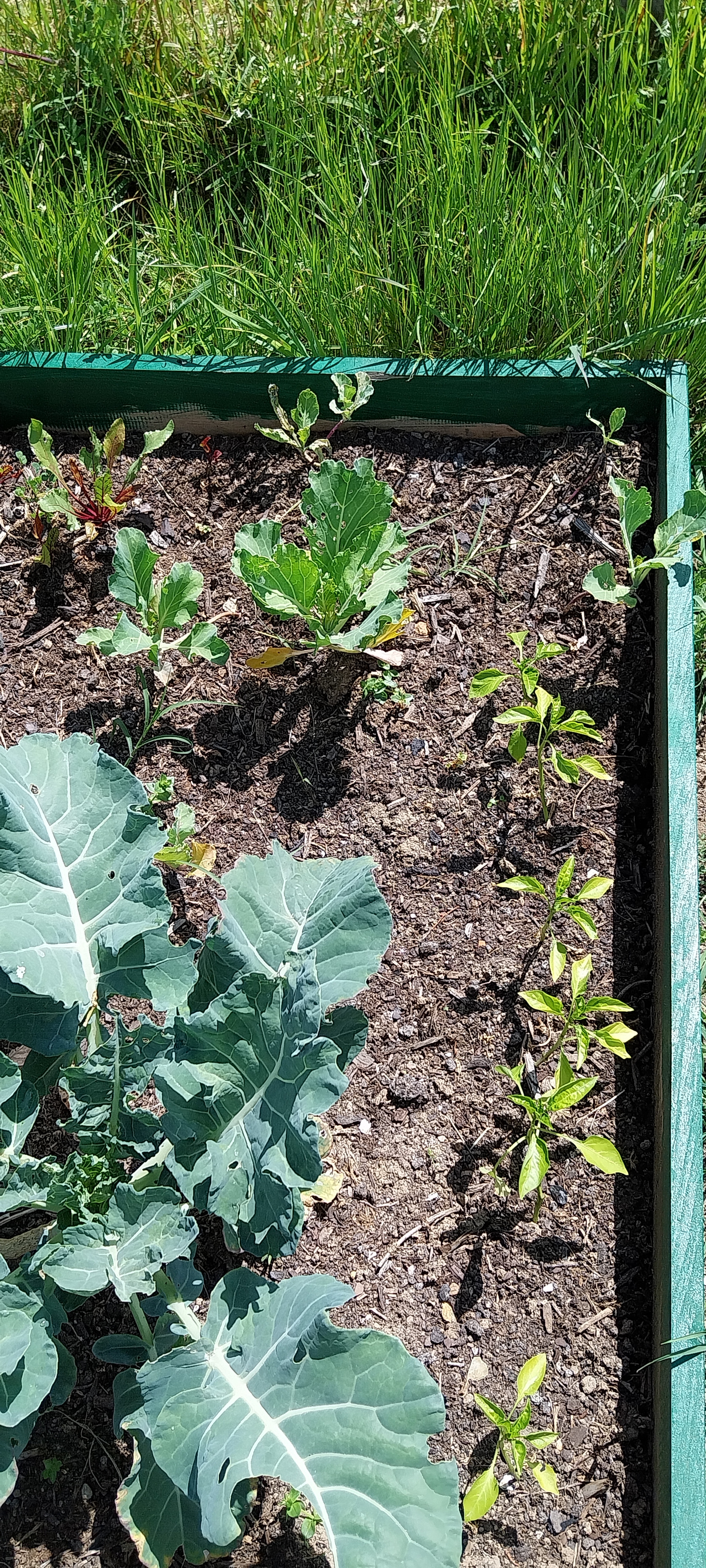 Brócolos e pimenteiros em crescimento, fruto do cuidado e dedicação dos alunos na horta escolar