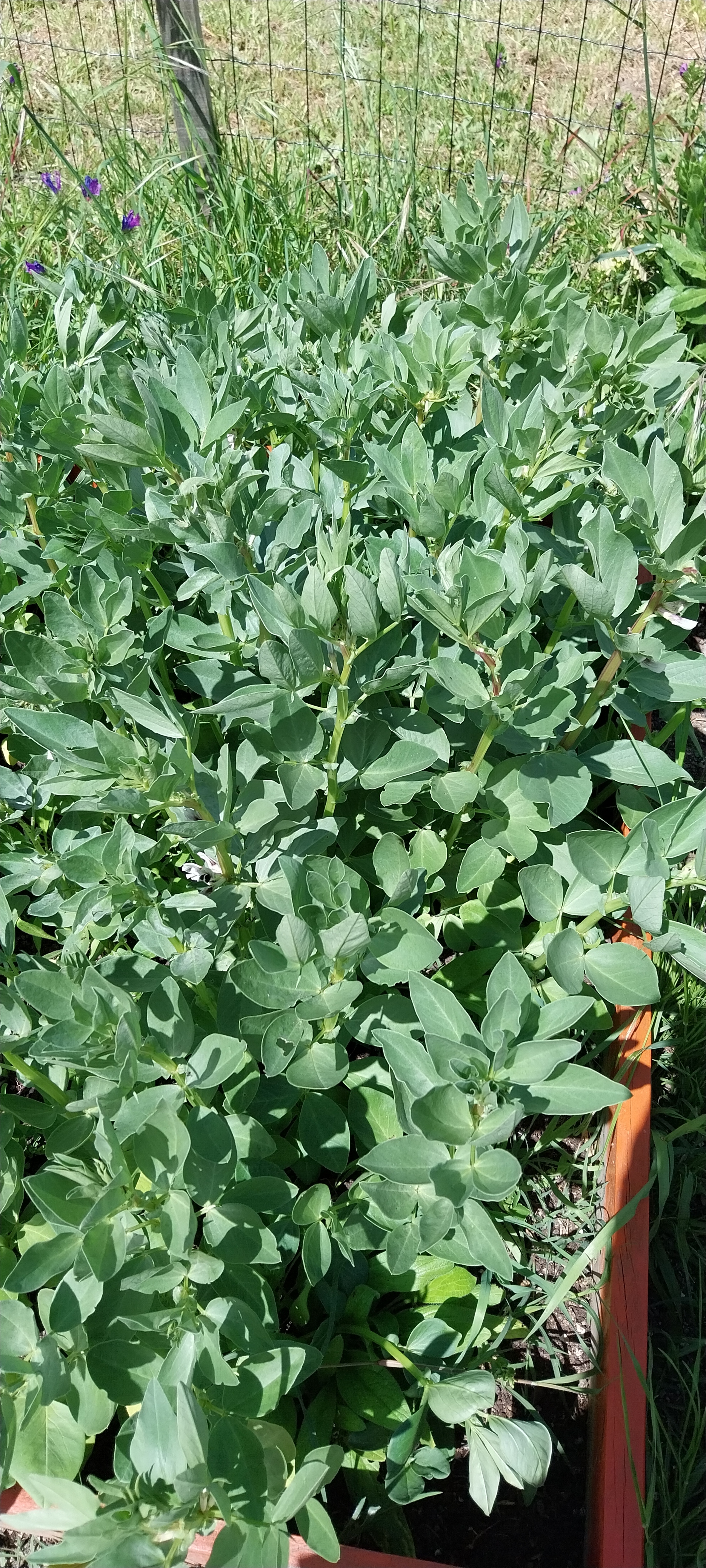 As favas cresceram fortes e vigorosas, demonstrando como a natureza recompensa a paciência e o cuidado."