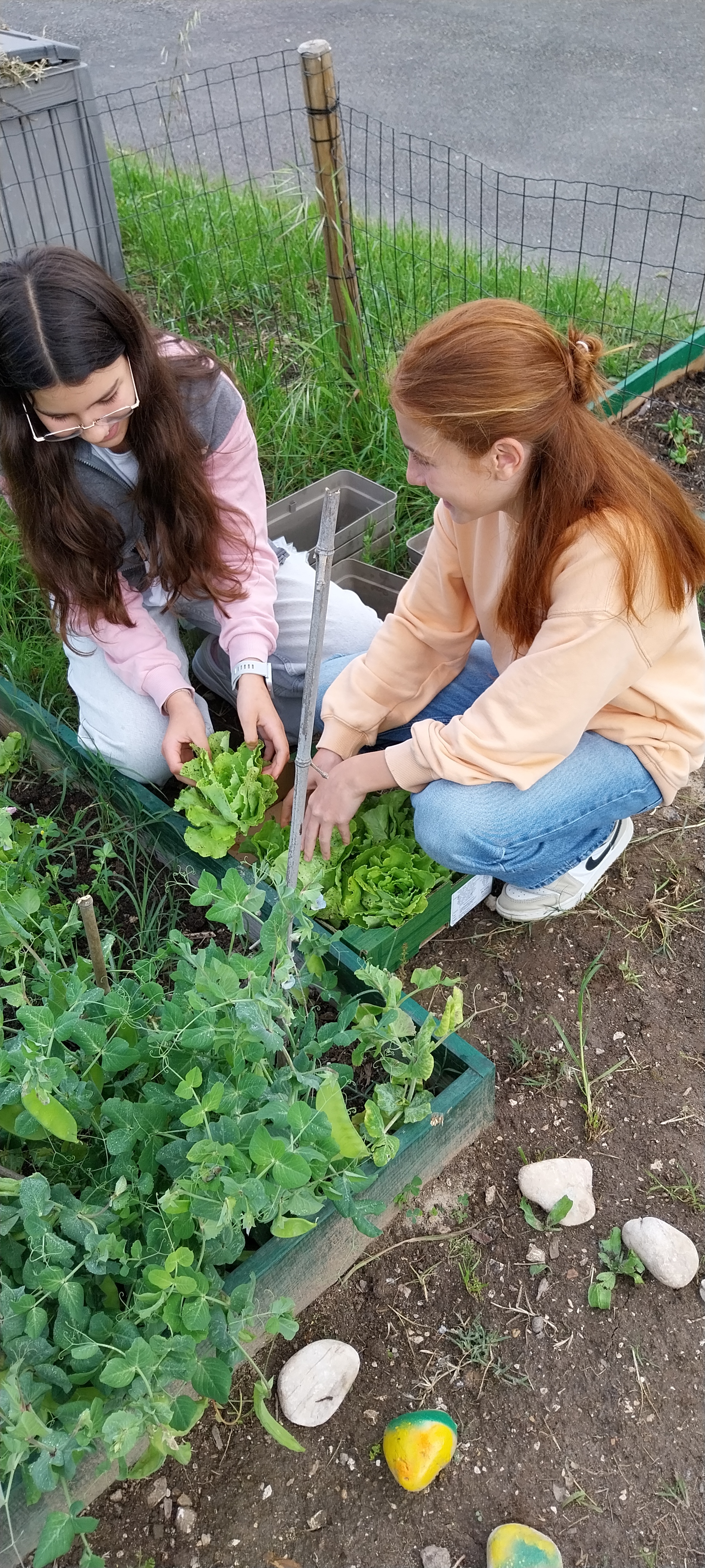 Momento de colheita! Depois de semanas de dedicação, chegou a hora de colher os frutos do nosso trabalho