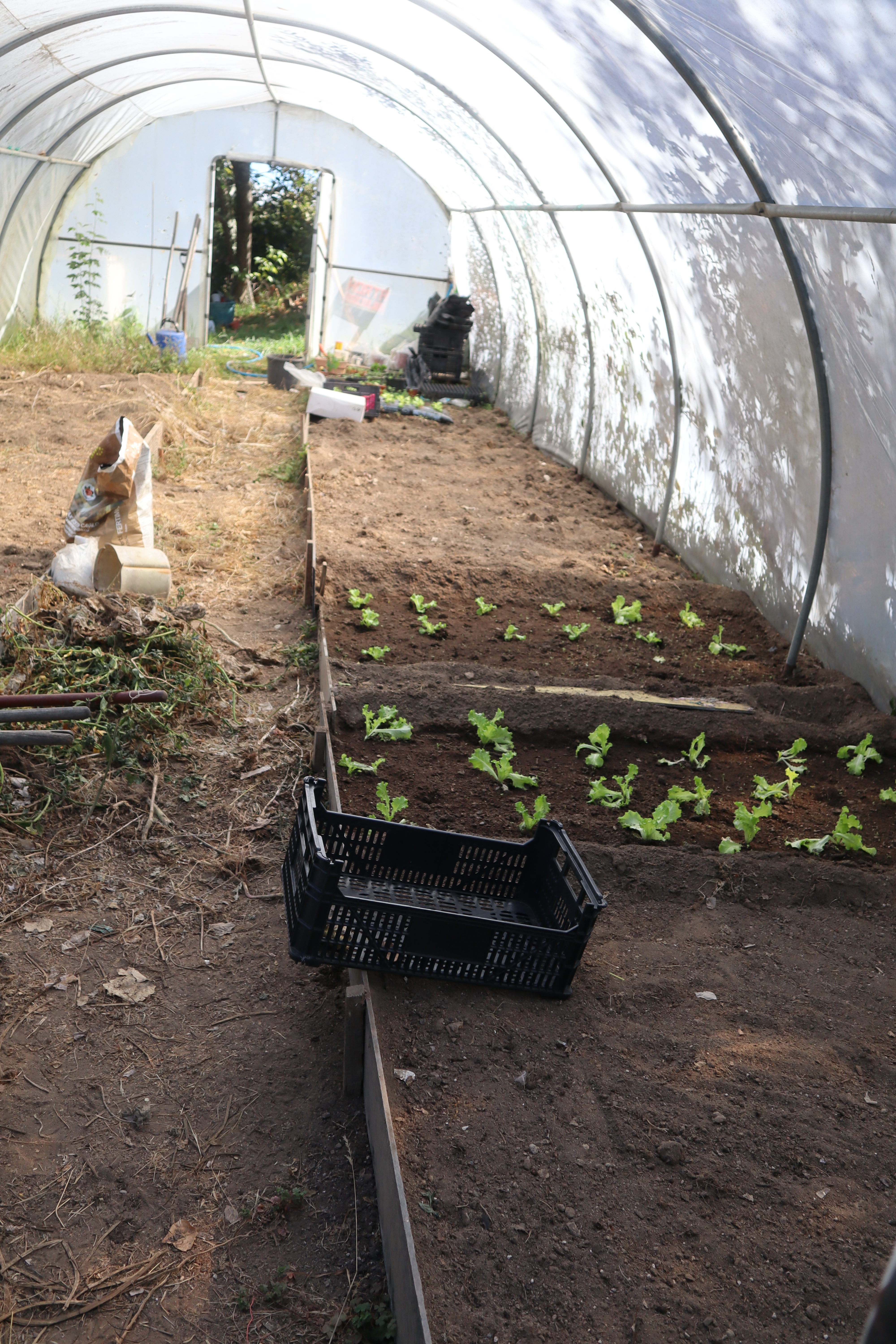Aspeto a horta em 6-10-2026 - deu-se início às primeiras plantações - Alface, após a terra ter sido revolvida e acrescentado novo composto.