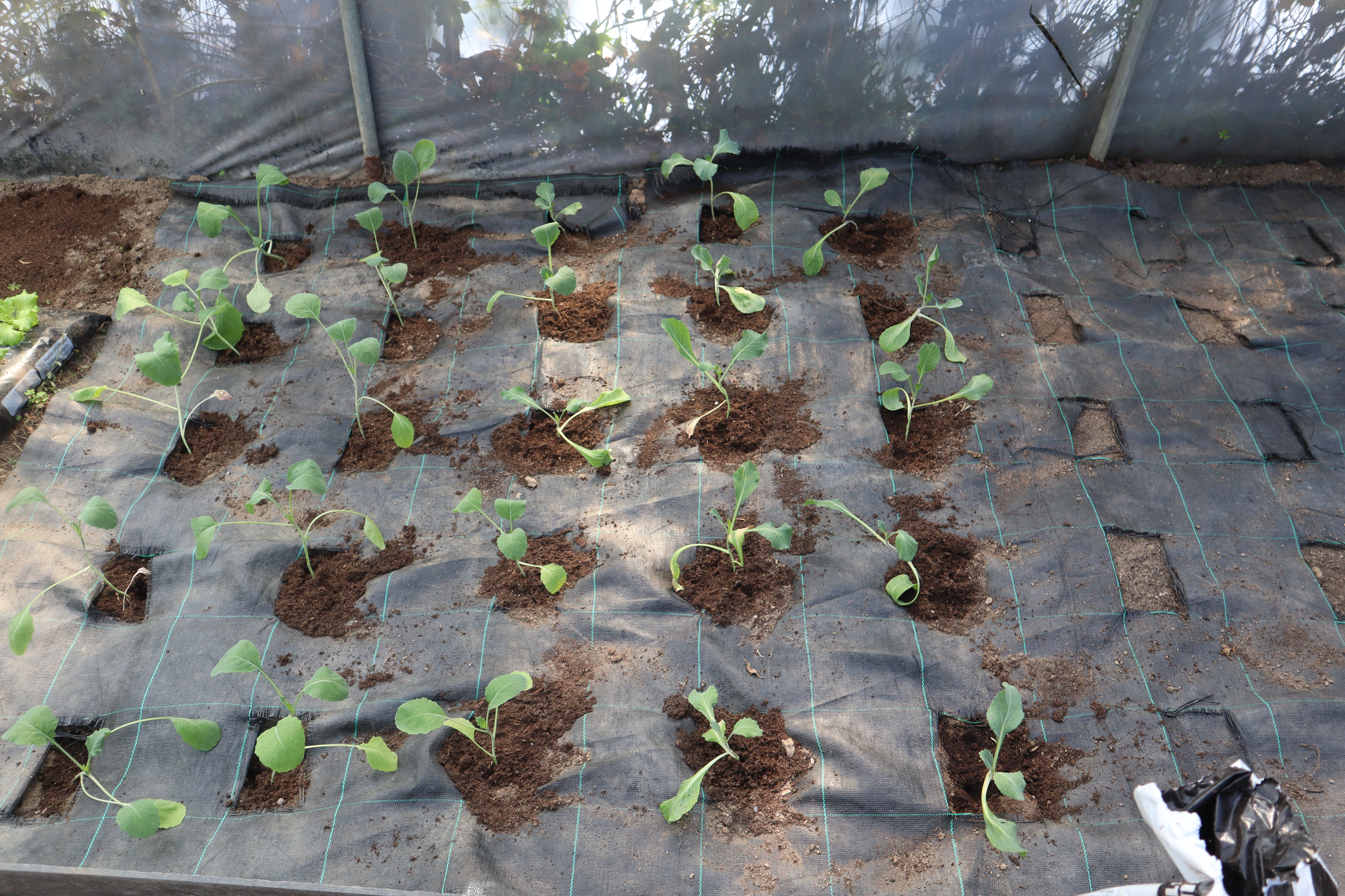 tela de solo - para impedir o crescimentos de ervas- 13-10-2026 - plantação de couve nabiça.