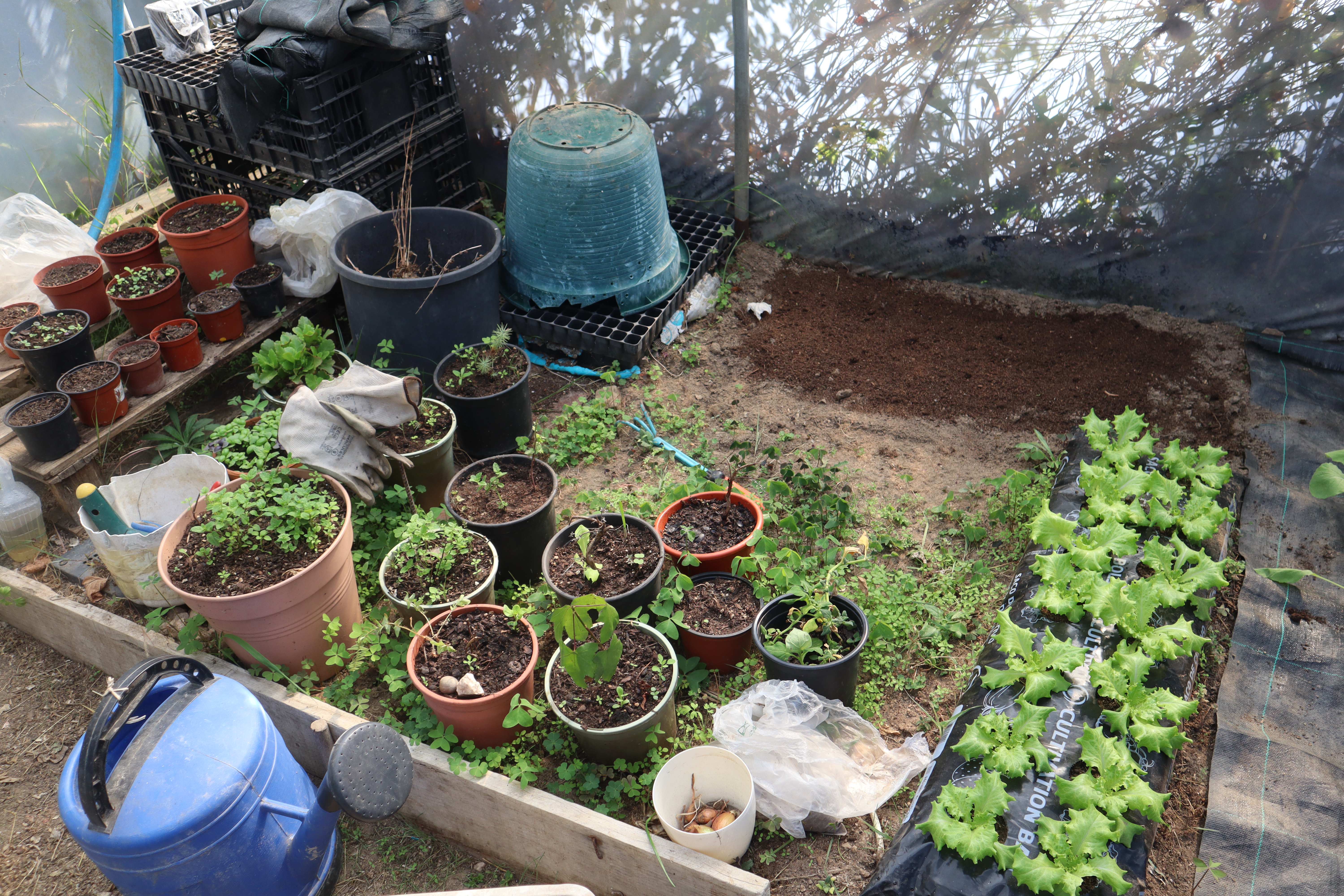 Topo da ala direita da horta 13-10-2026 sementeiras de ervas aormáticas - coentros, salsa, em vaso  e em terreno da horta; plantação de alfaces em sacos de cultivo.