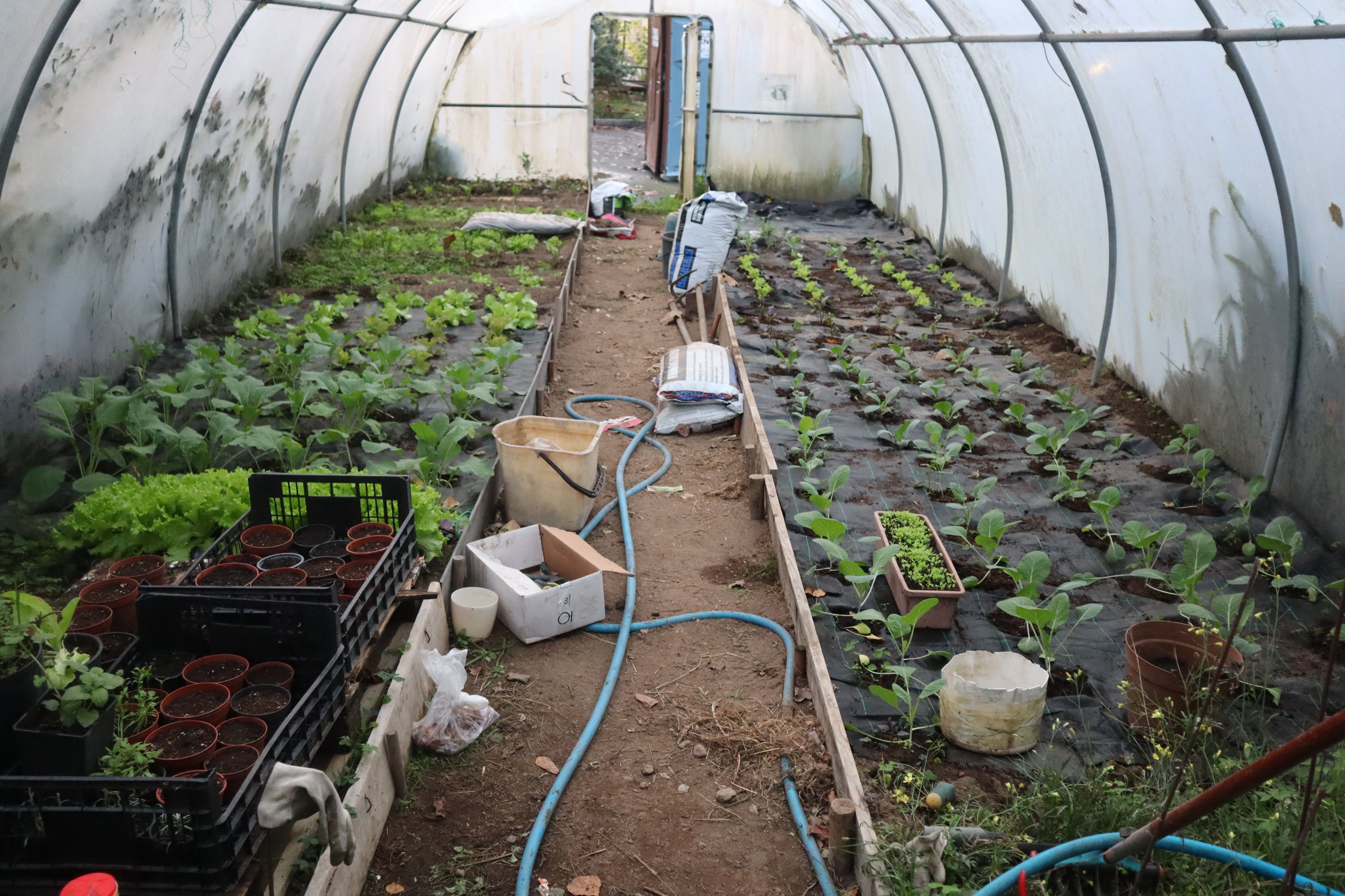 Aspeto da horta 7-11-2026 com uma variedade de hortícolas plantadas: couve nabiça, couve hibrida, couve bacalan, couve coração, penca-da-póvoa; alface, beterraba, salsa, coentros, cebolo,