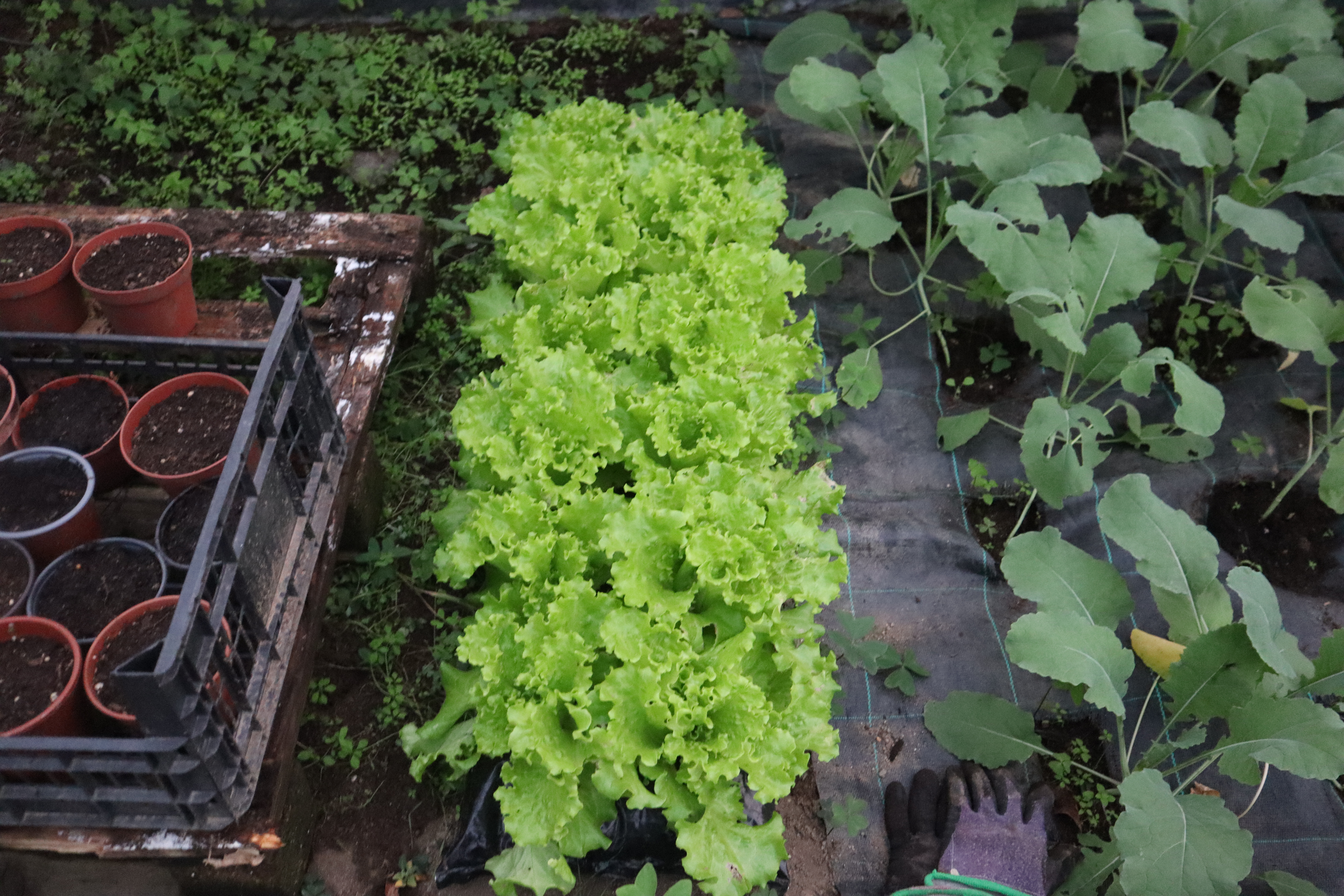 Aspeto das sementeiras e das alfaces, em saco de cultivo, em 7-11-2026