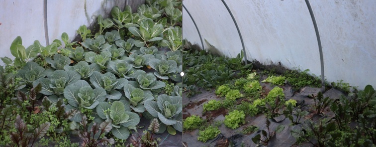 27-1-2026 Parte da ala esquerda e direita da Horta onde é visível o bom crescimento das horticolas plantadas, nesta imagem observa-se couve coração, penca-da-póvoa; beterraba, alface e couve nabiça.