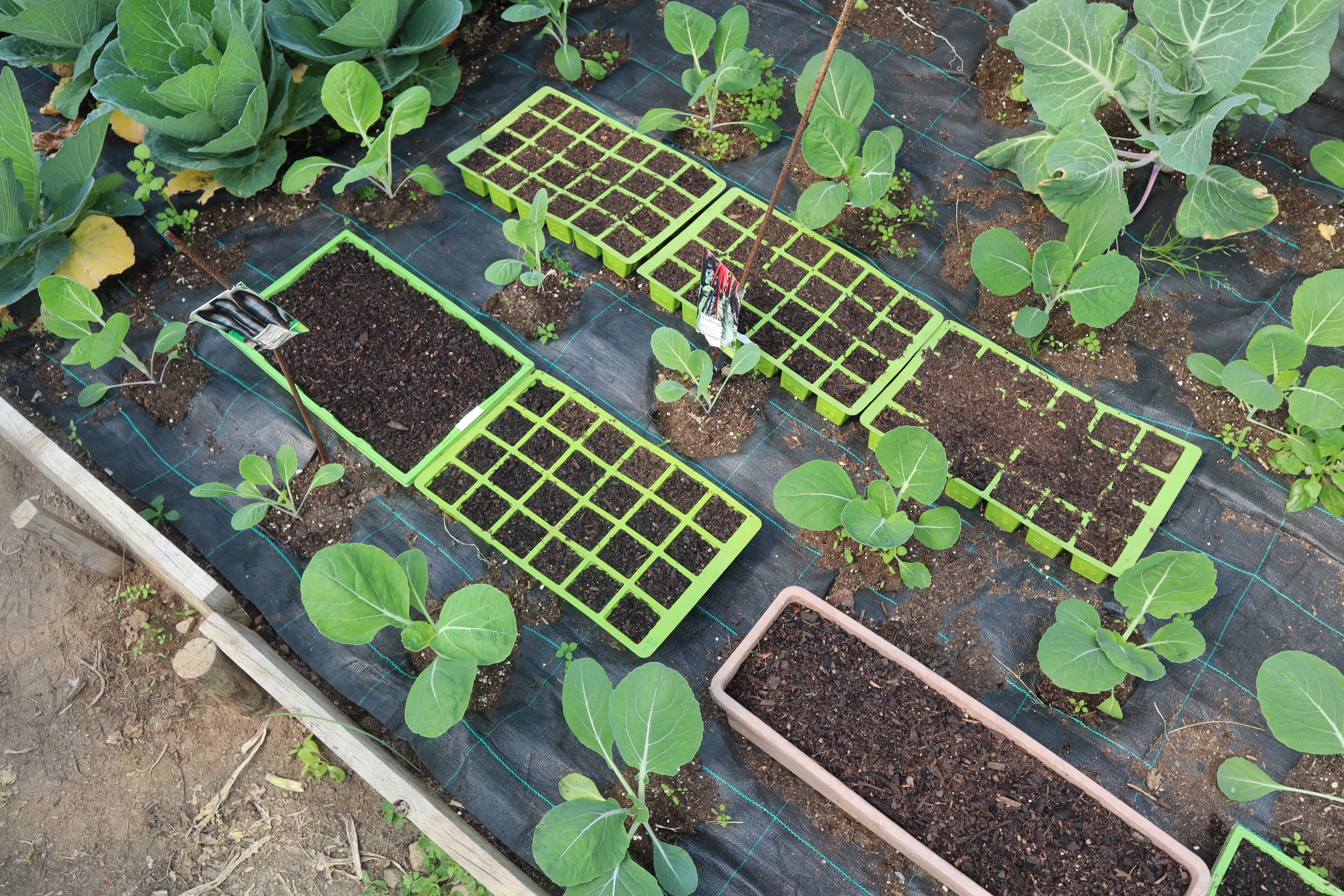 Sementeira de meloa, abóbora, pepino, melância, curgete, acelga.