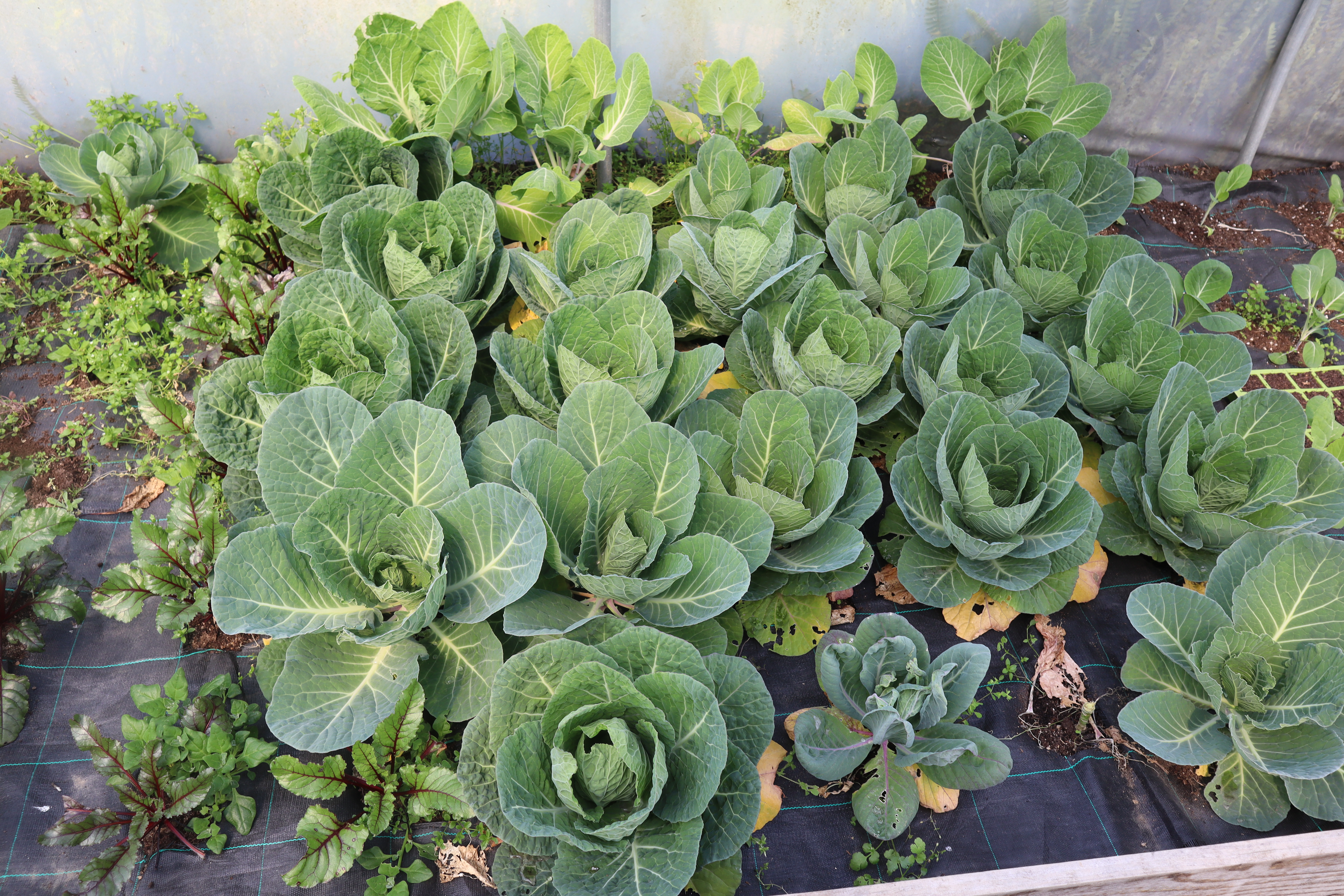 O ótimo crescimento da couve saboia, junto das beterrabas e da penca da póvoa.