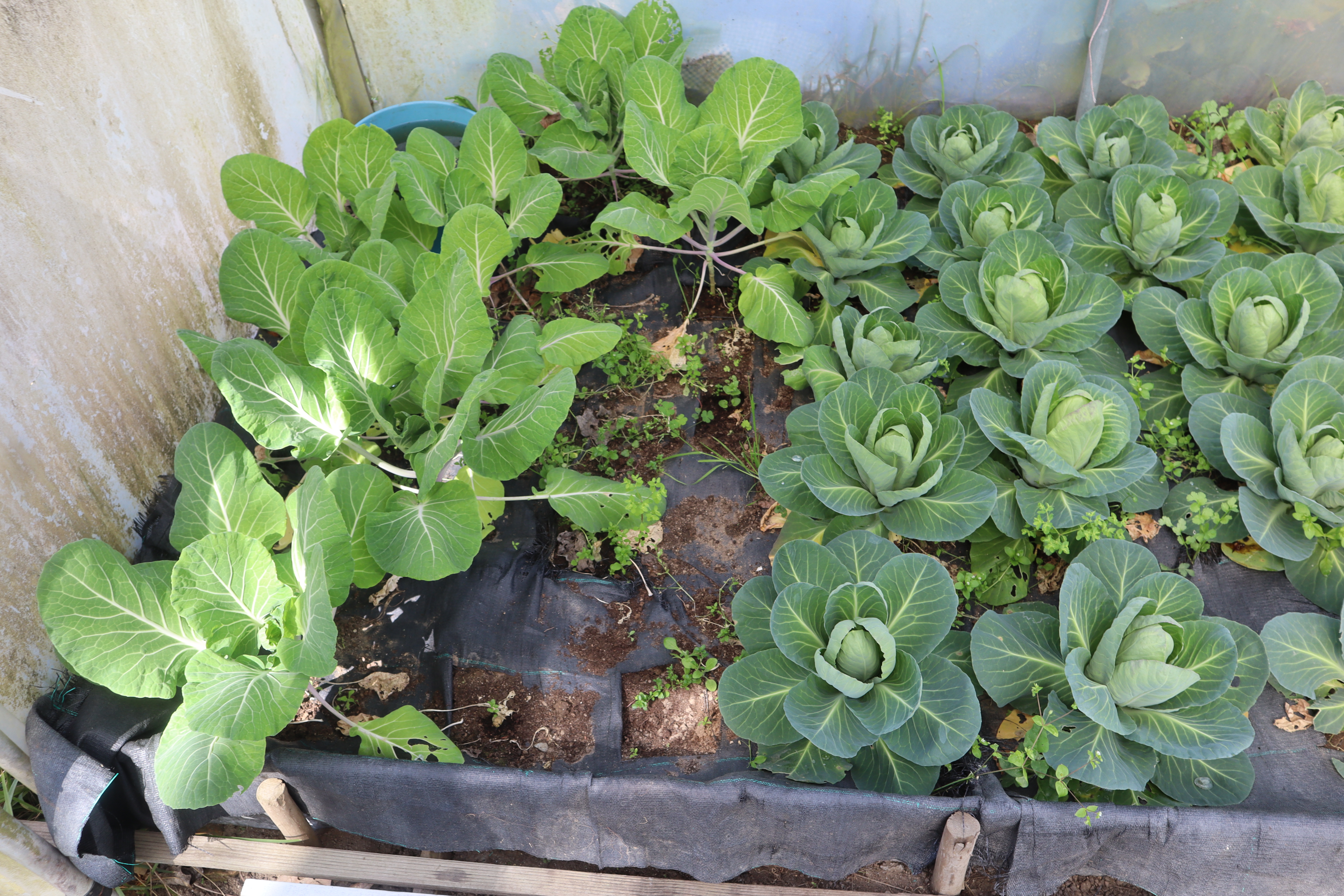 Aspeto da penca da póvoa junto do reservatório (balde) da água da chuva