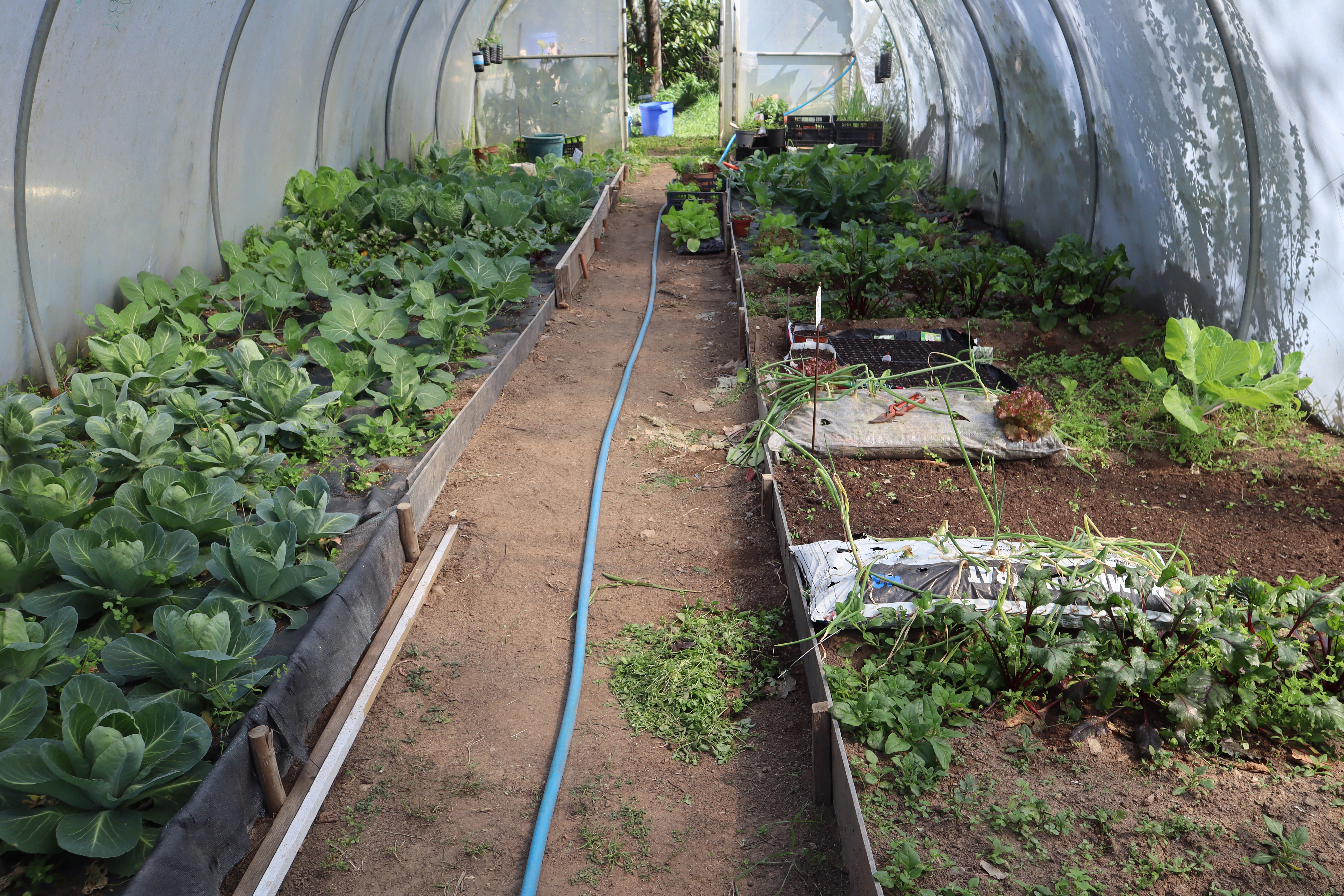 Aspeto a horta em 30-03-2026 vista do ponto oposto da foto IMG_35-04.JPG