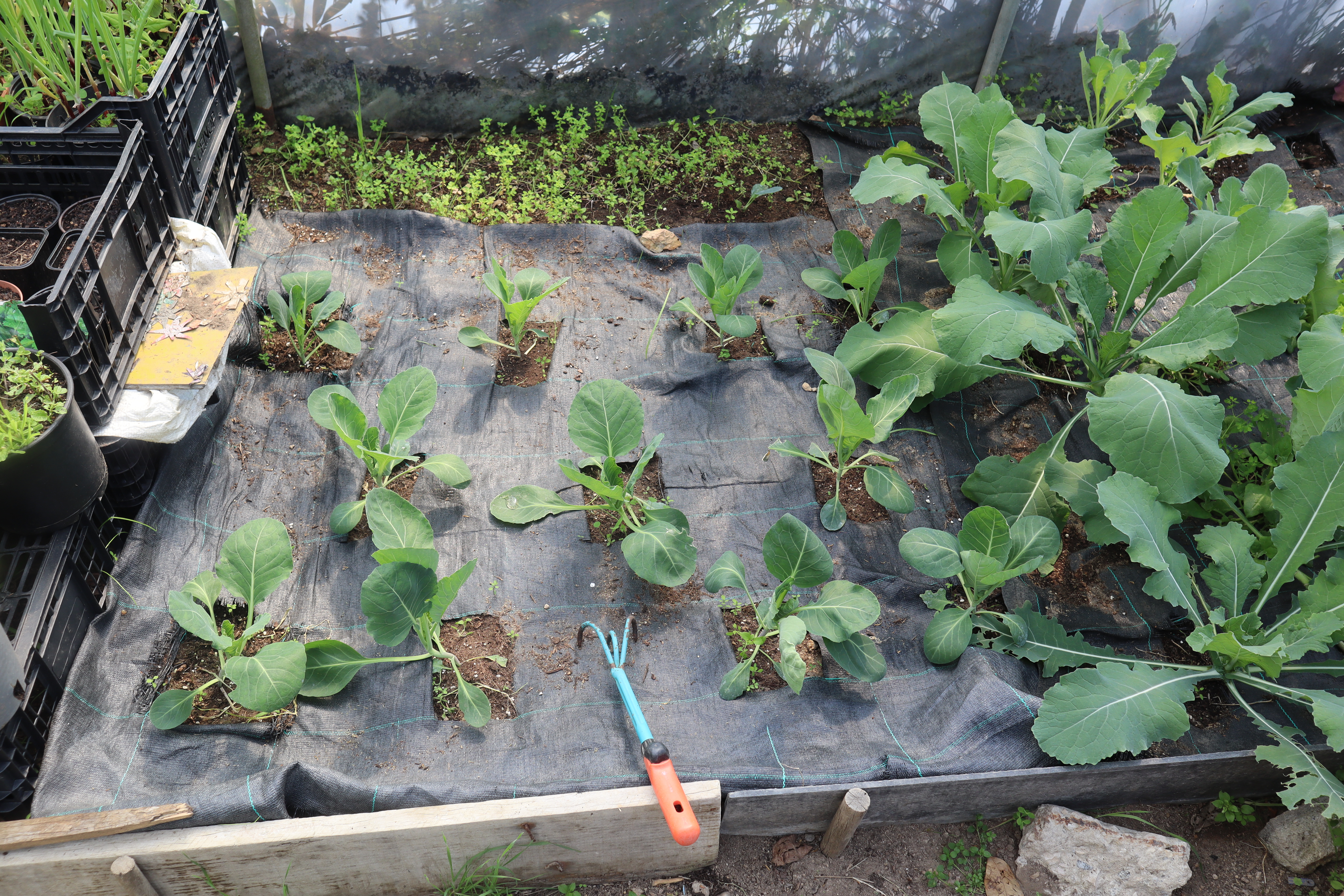 Rentabilização de um pequeno espaço da Horta que anteriormente está coberto por paletes com sementeiras e que foi recuperado para plantação da penca da Póvoa junto de salsa