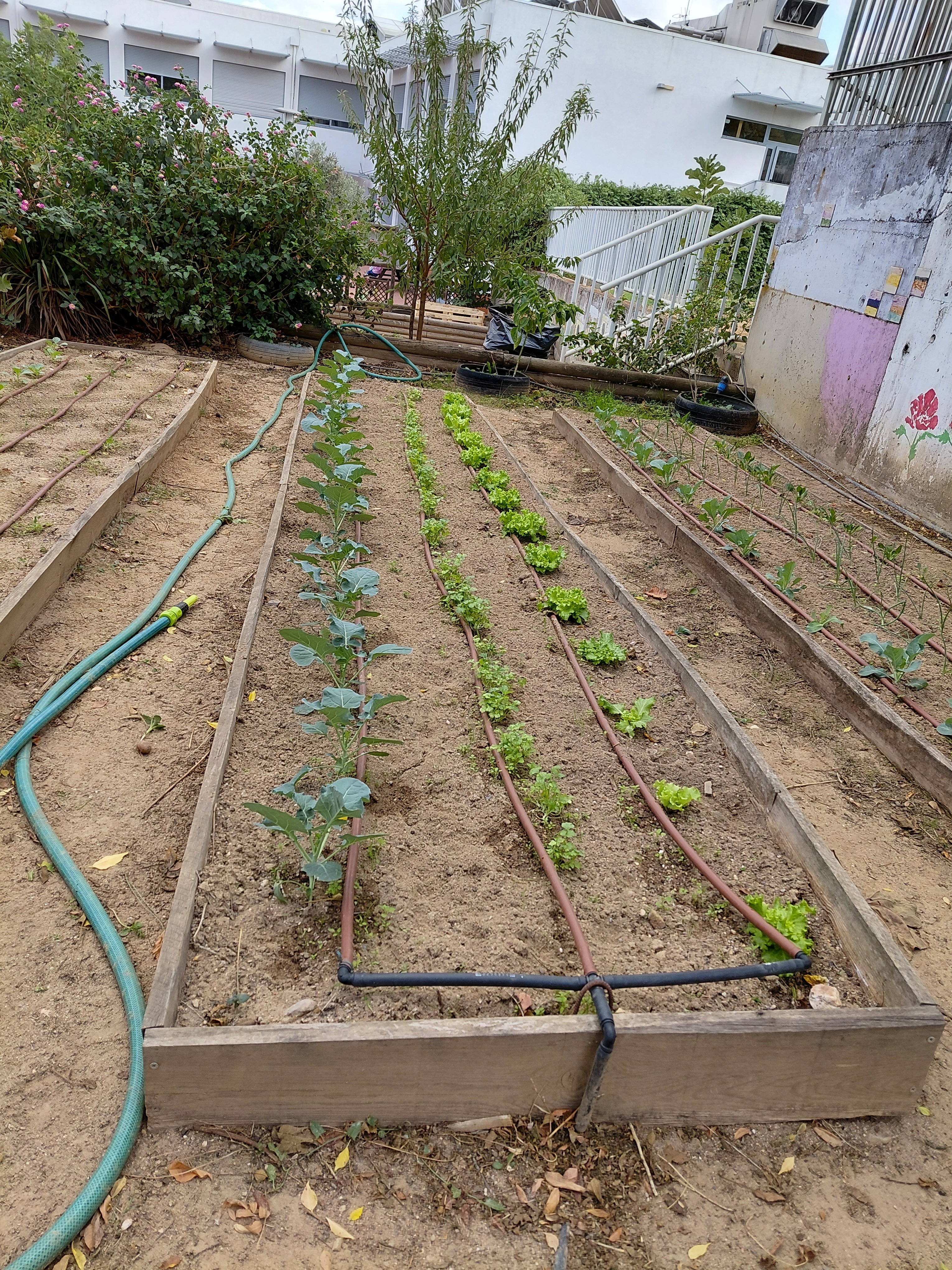 Horta inicio das plantações outubro