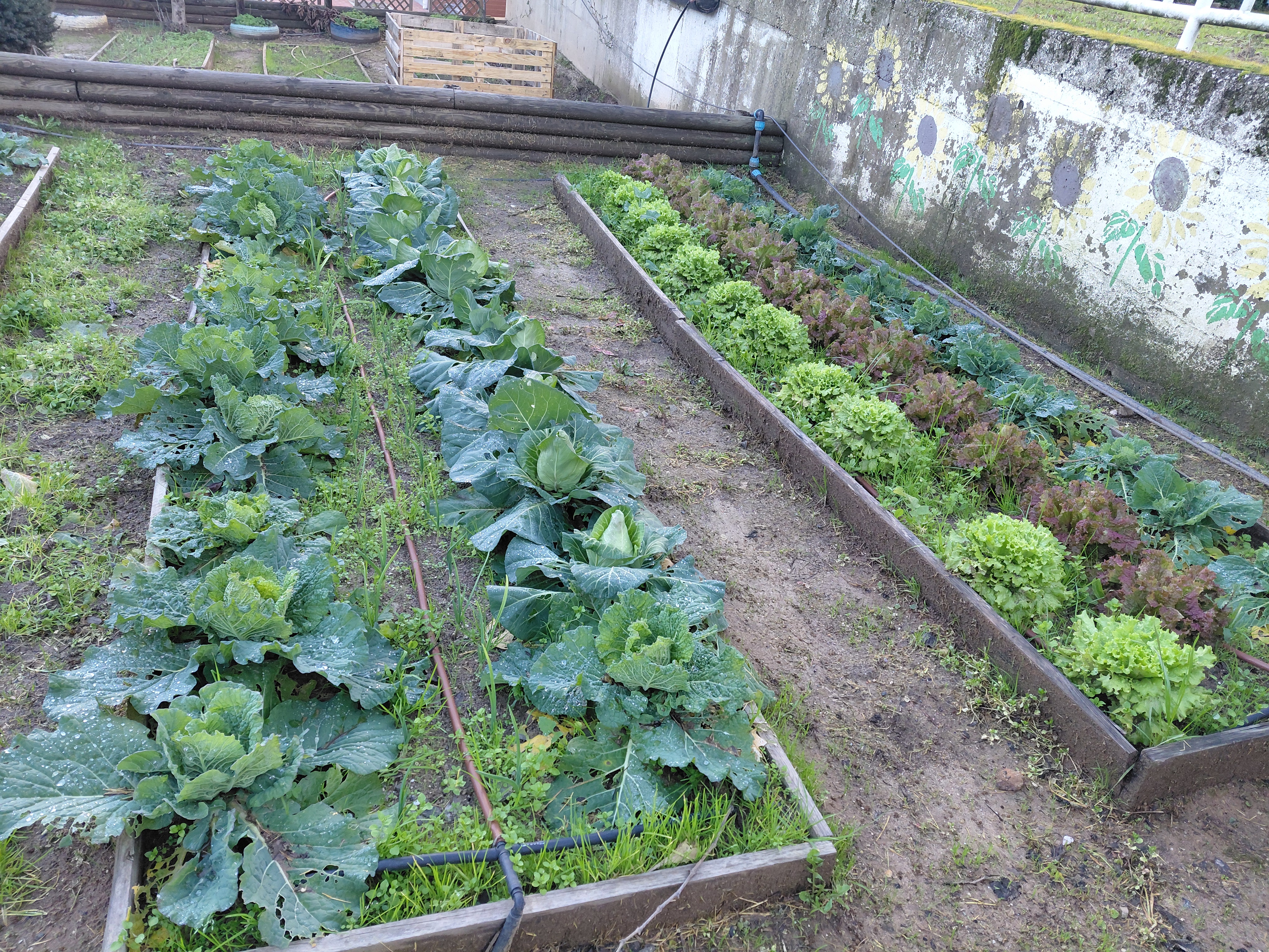 Aspeto Geral-Observação janeiro 2026