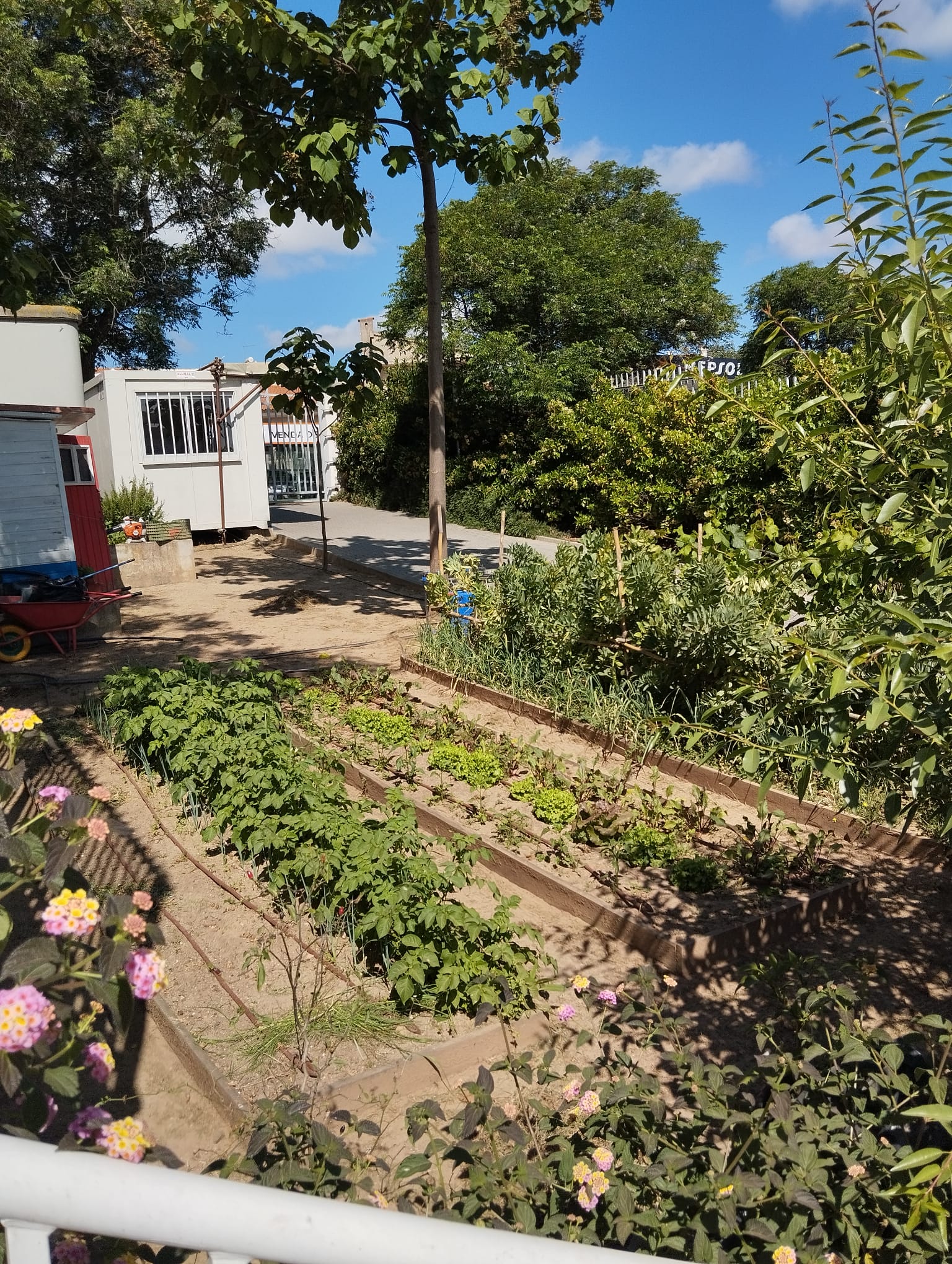 Aspeto da Horta Bio no més de maio:
As plantações são: Batata doce; cebolinho; alface; corgete; favas; feijão e ervilhas. 
As turmas da Escola Básica de Aljustrel têm acompanhado o crescimento das plantações e vão participar nas colheitas.