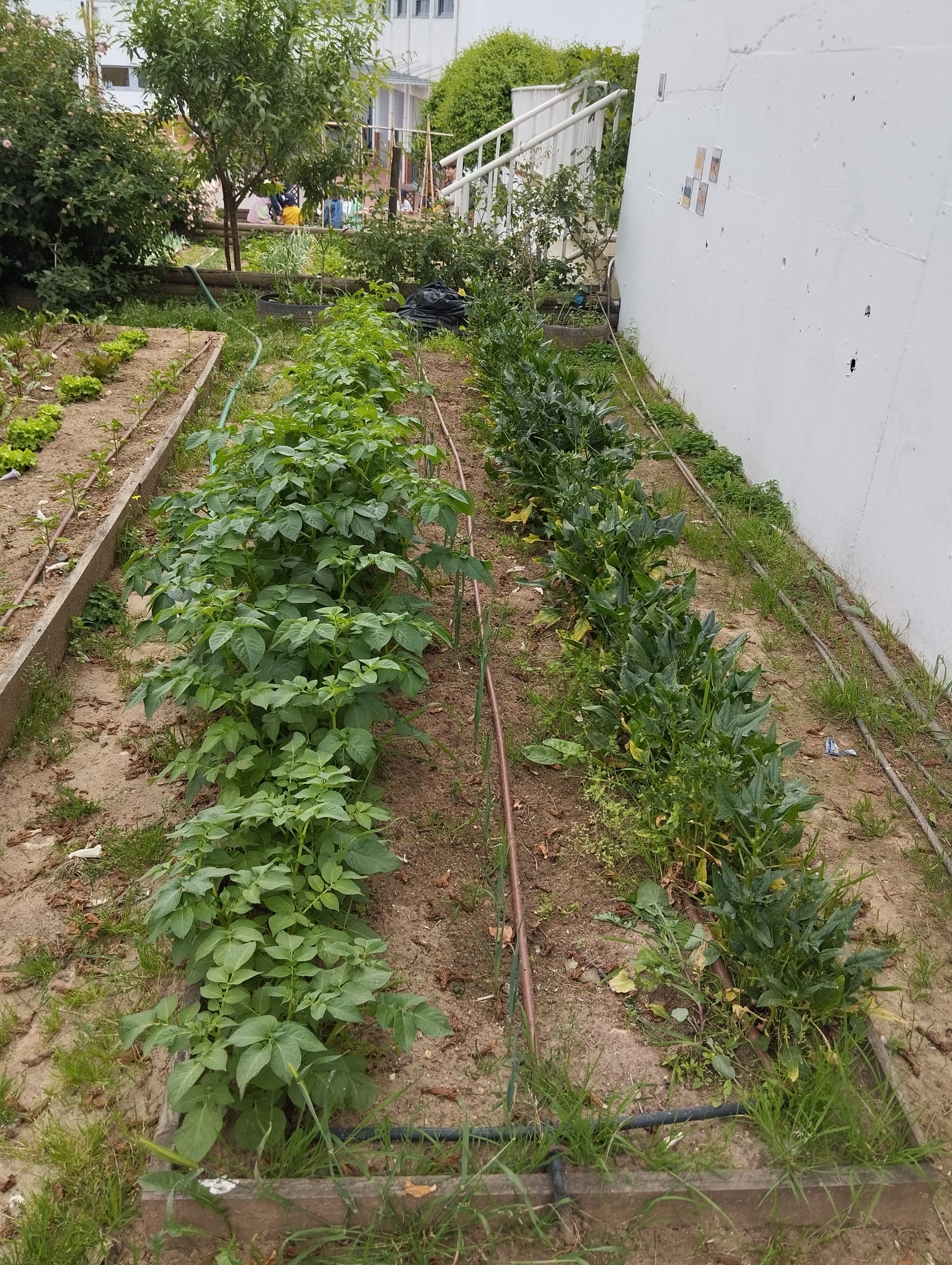 As batateiras já crescidas ; sementeira pelas turmas da Pré A, Pré B, Pré C e Pré D.
Os alunos têm acompanhado o crescimento das batateiras.