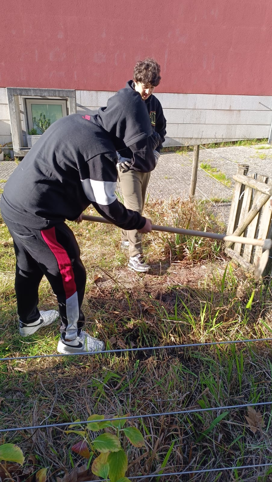 O terreno tem de ser cavado e preparado para receber as sementes.