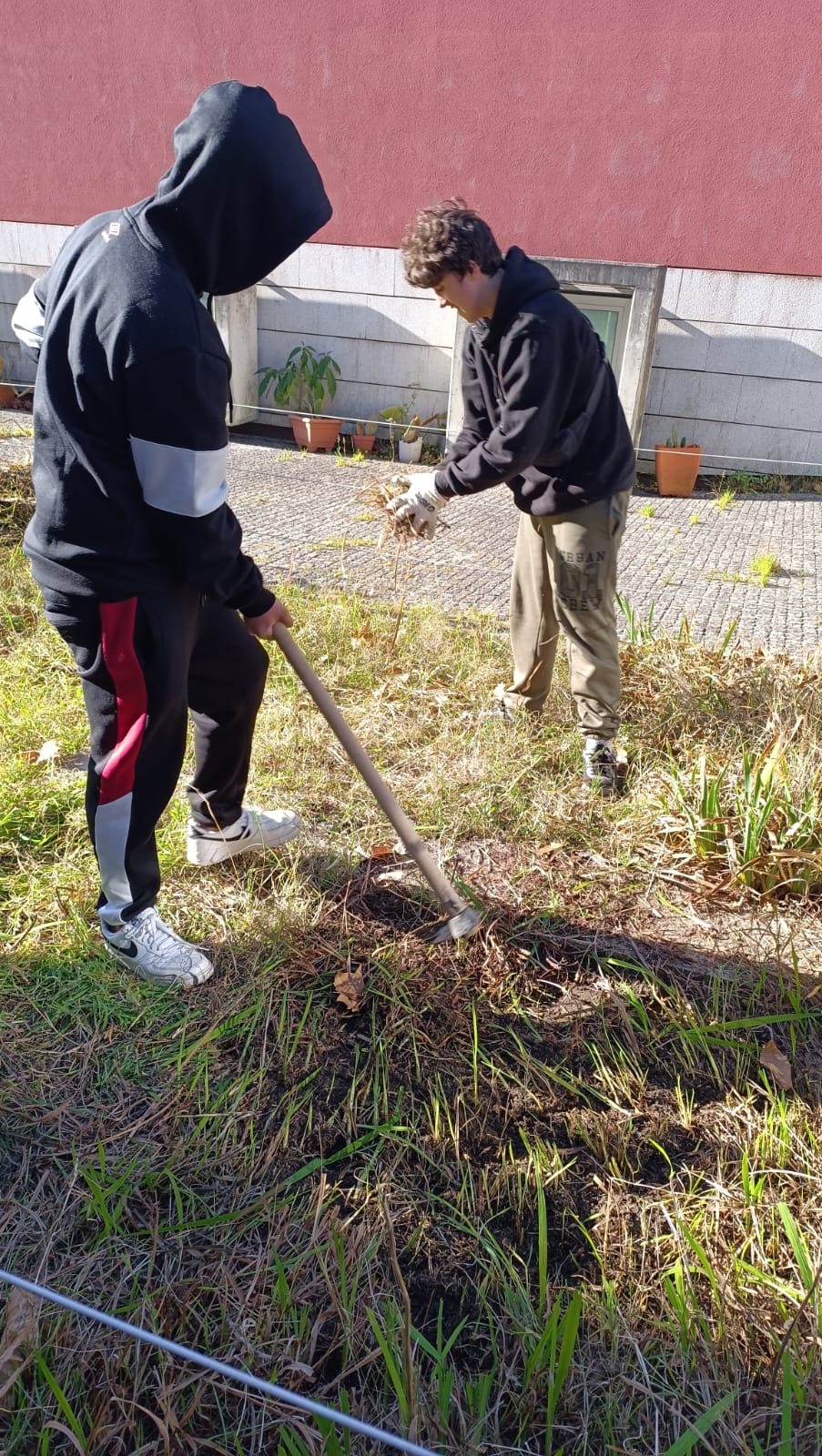 Limpar e cavar o terreno.
