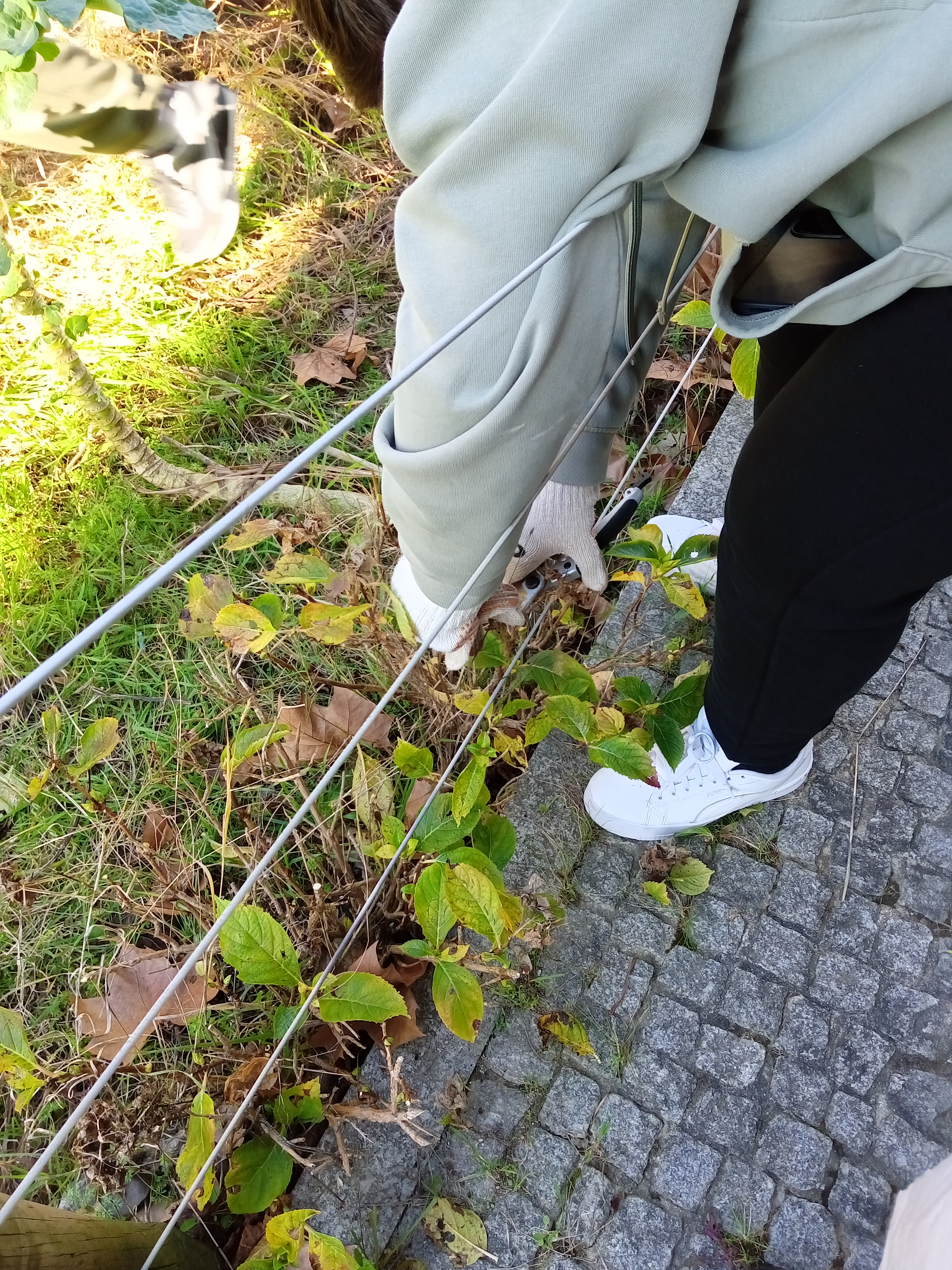 A horta é ladeada de hortênsias que têm de ser podadas.