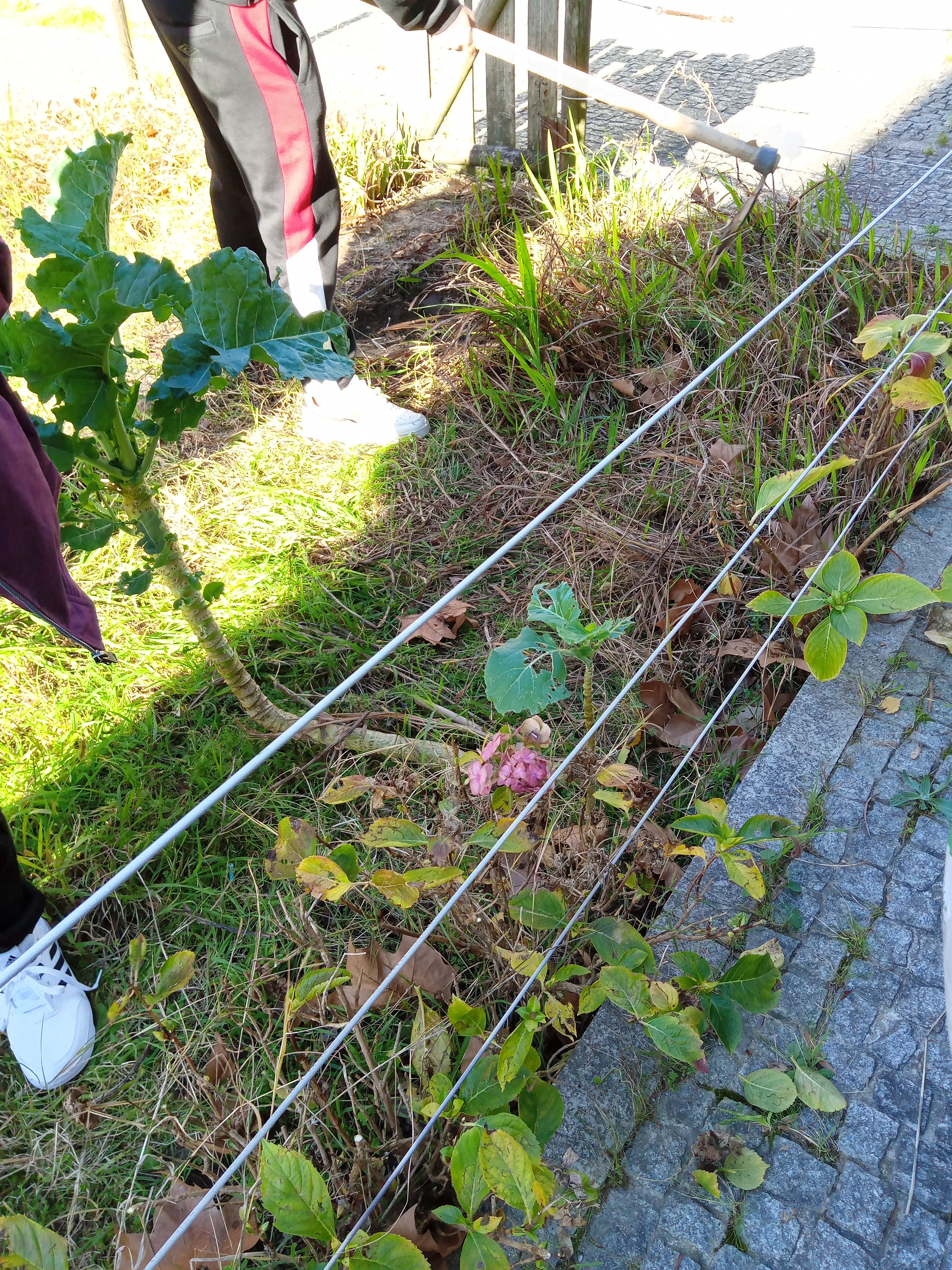 Antes de começarmos a semear e plantar, a horta tem de ser limpa.