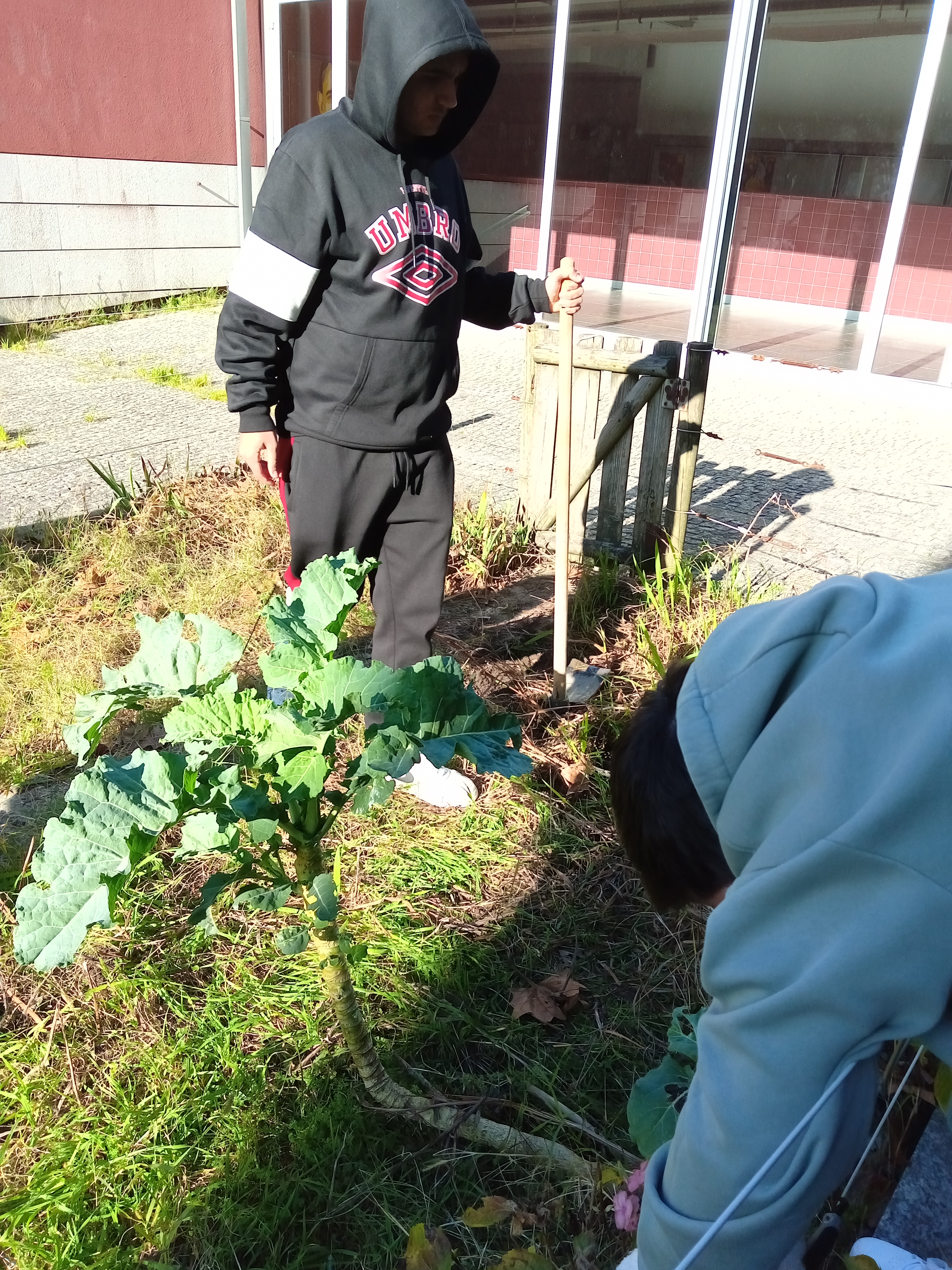 A limpeza da horta: tirar ervas daninhas.
