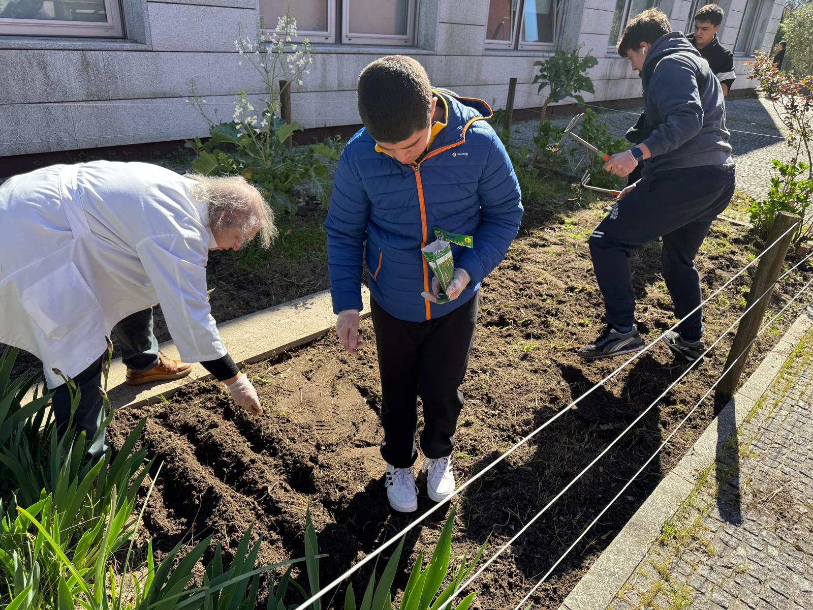 Abertura de regos e colocação de sementes.