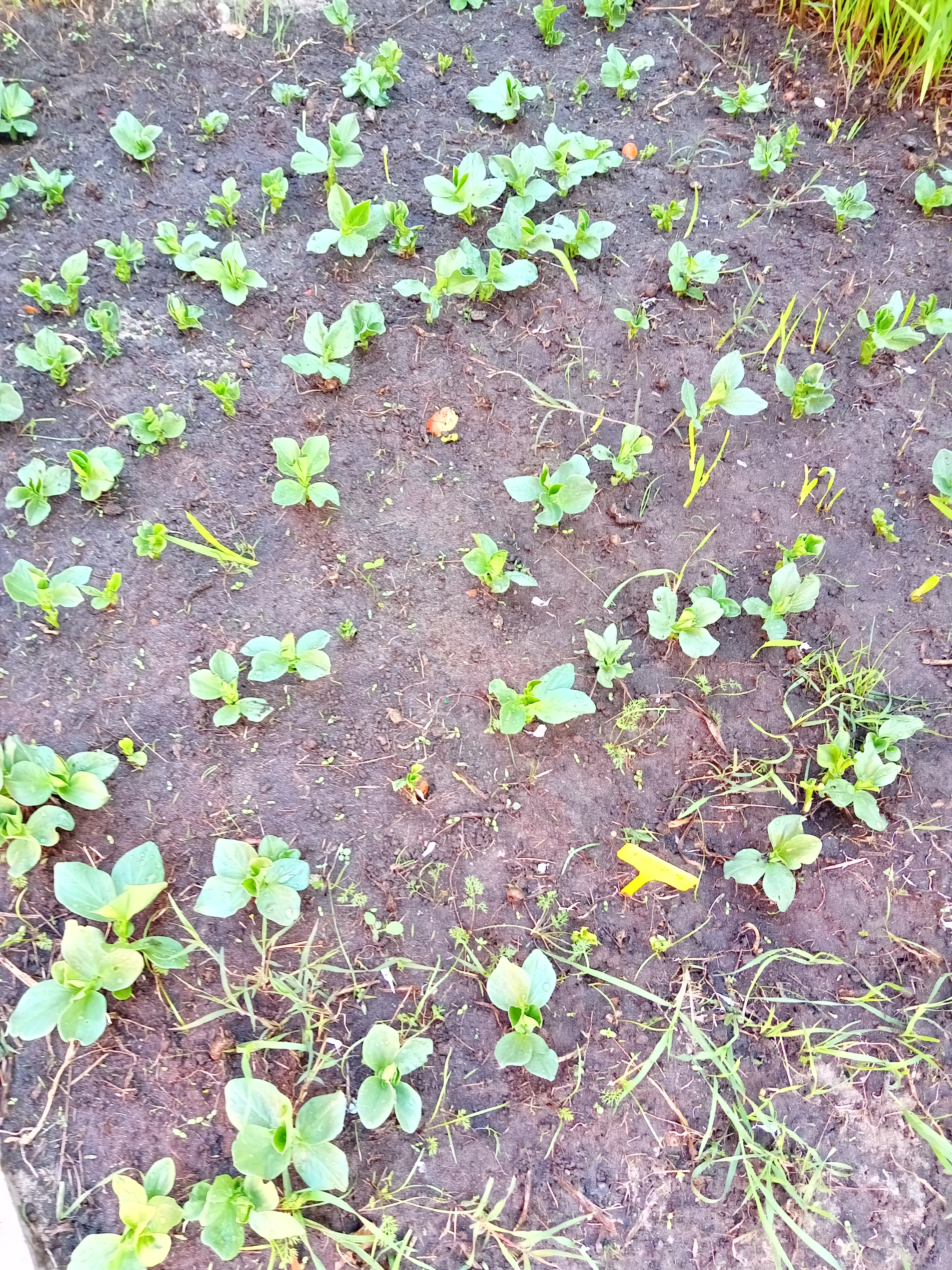 As favas já estão a despontar.