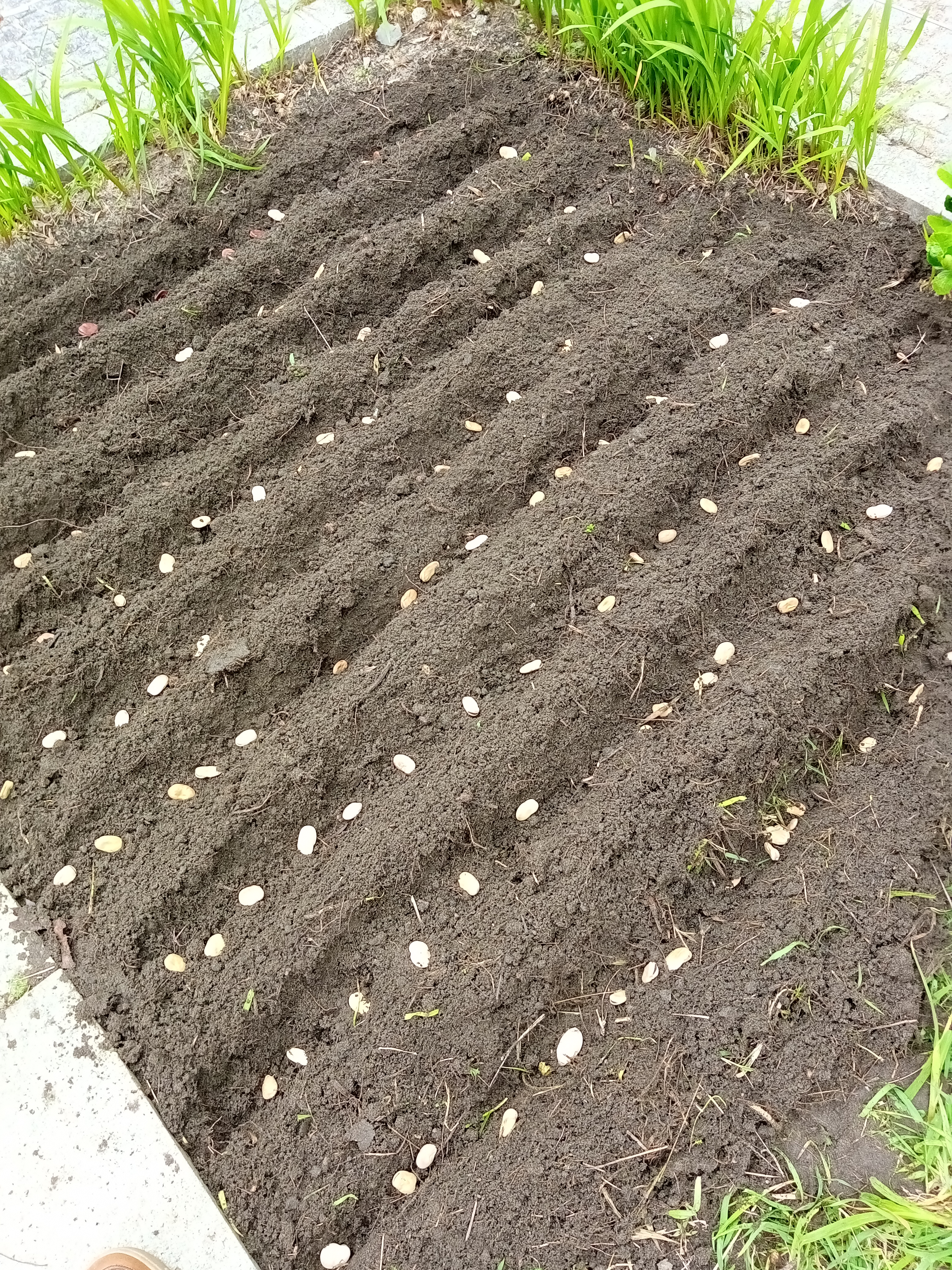 Sementeira de favas.