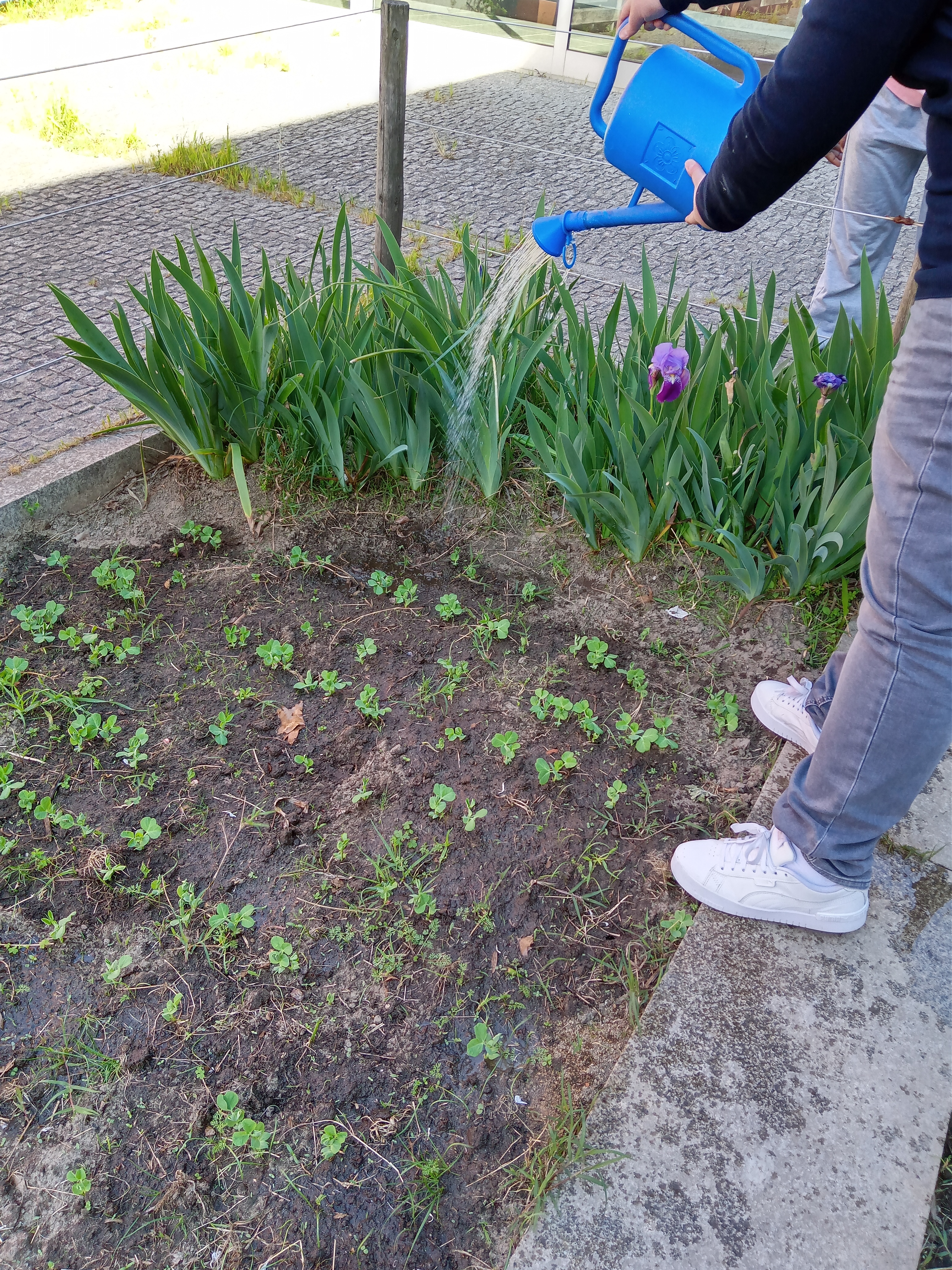 Trabalhos na horta (regar).