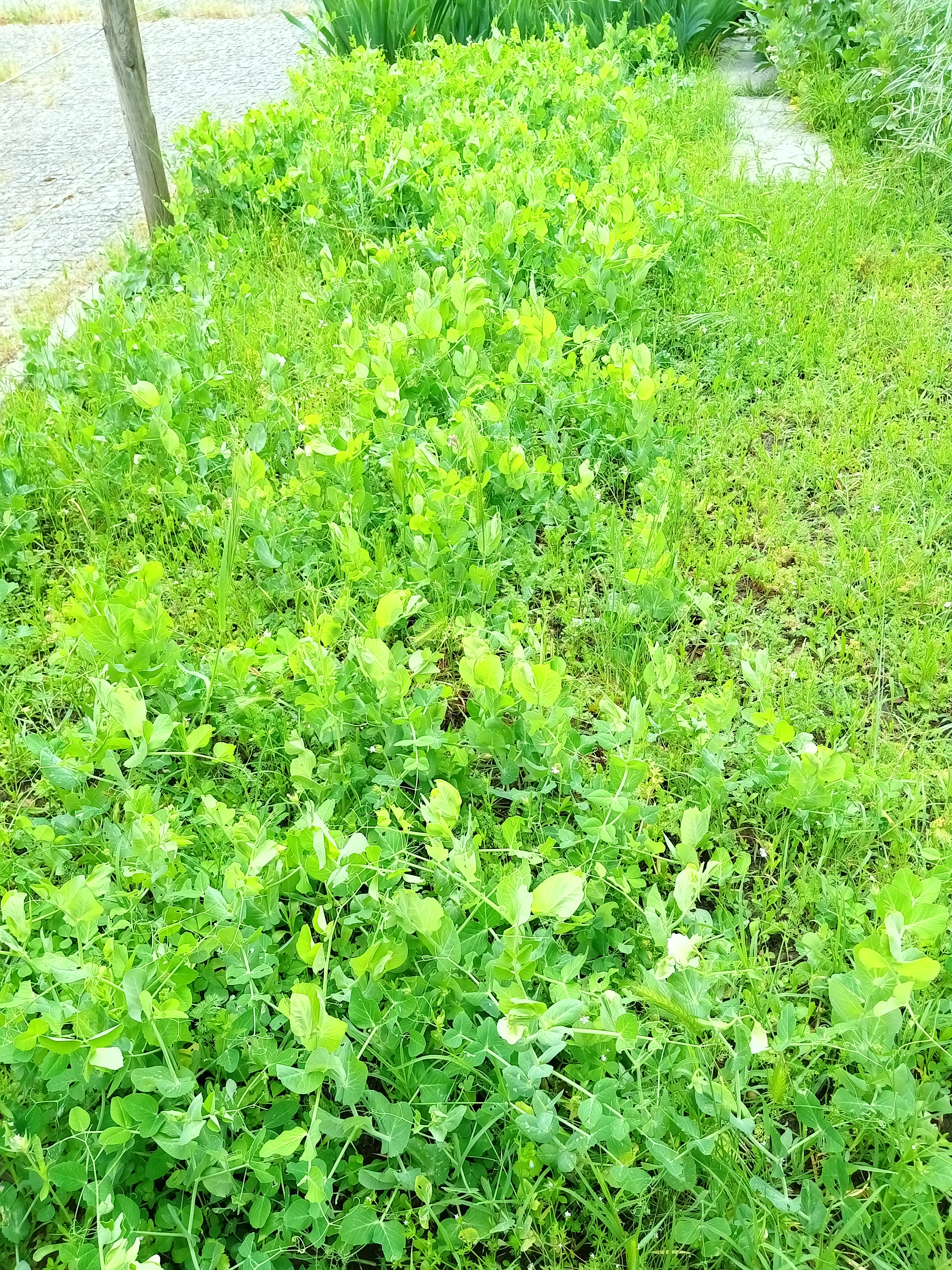 As ervilhas estão a crescer bem, apesar de terem sido semeadas muito tarde.