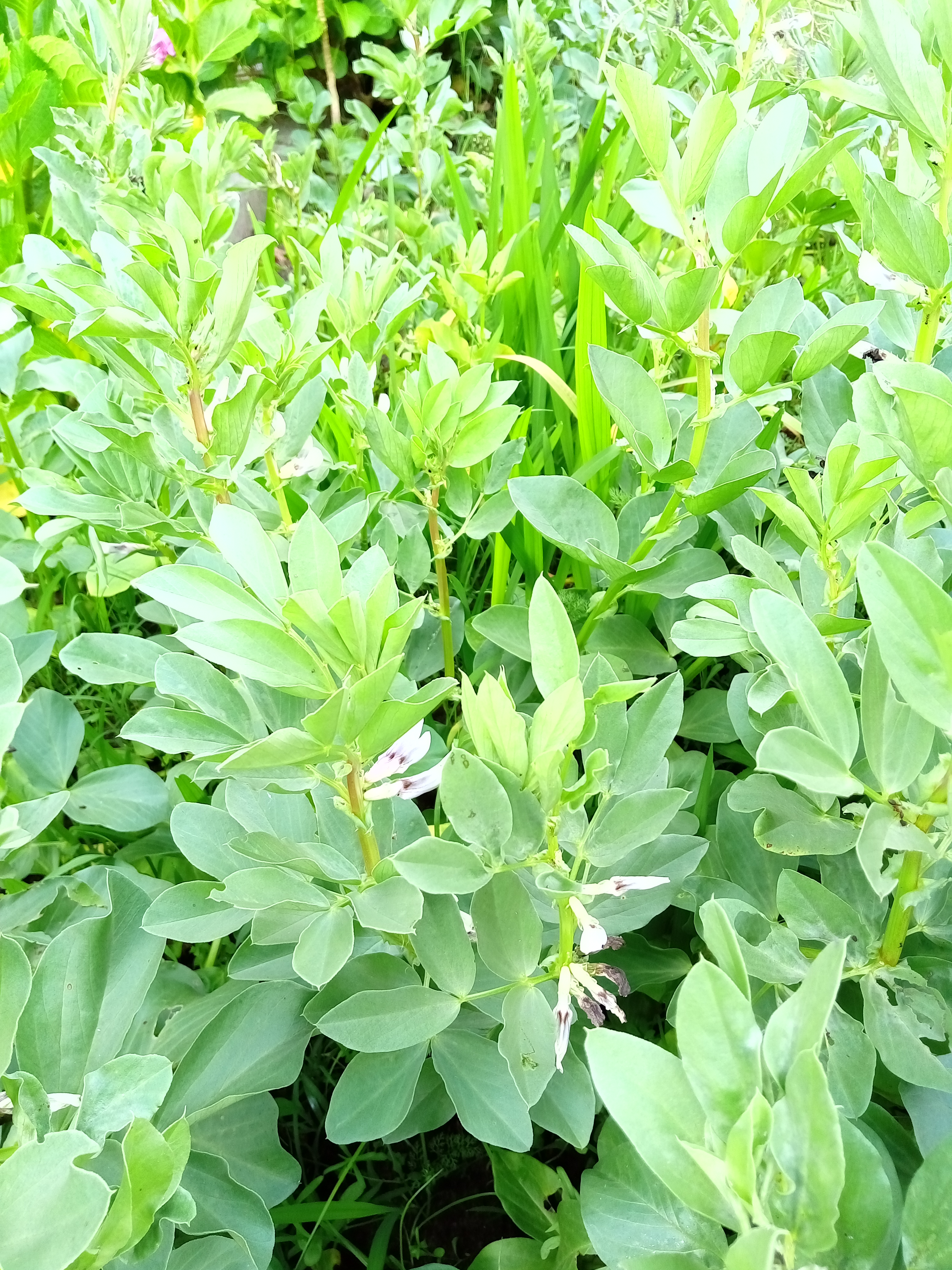 Começam a aparecer as flores nas favas. Devido à sementeira tardia (por causa do mau tempo) só teremos favas daqui por algumas semanas.