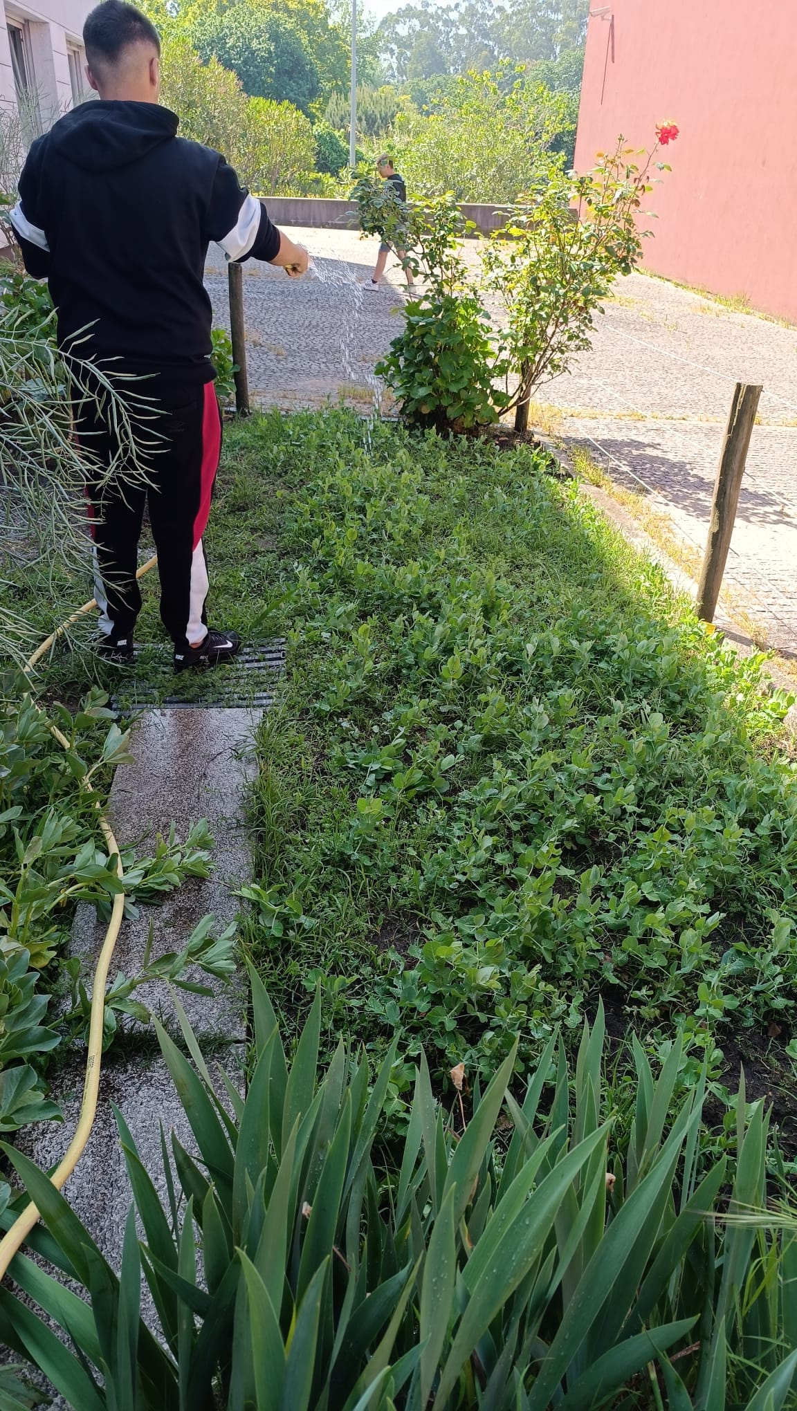 A manutenção e rega da horta são atividades que realizamos todas as semanas.