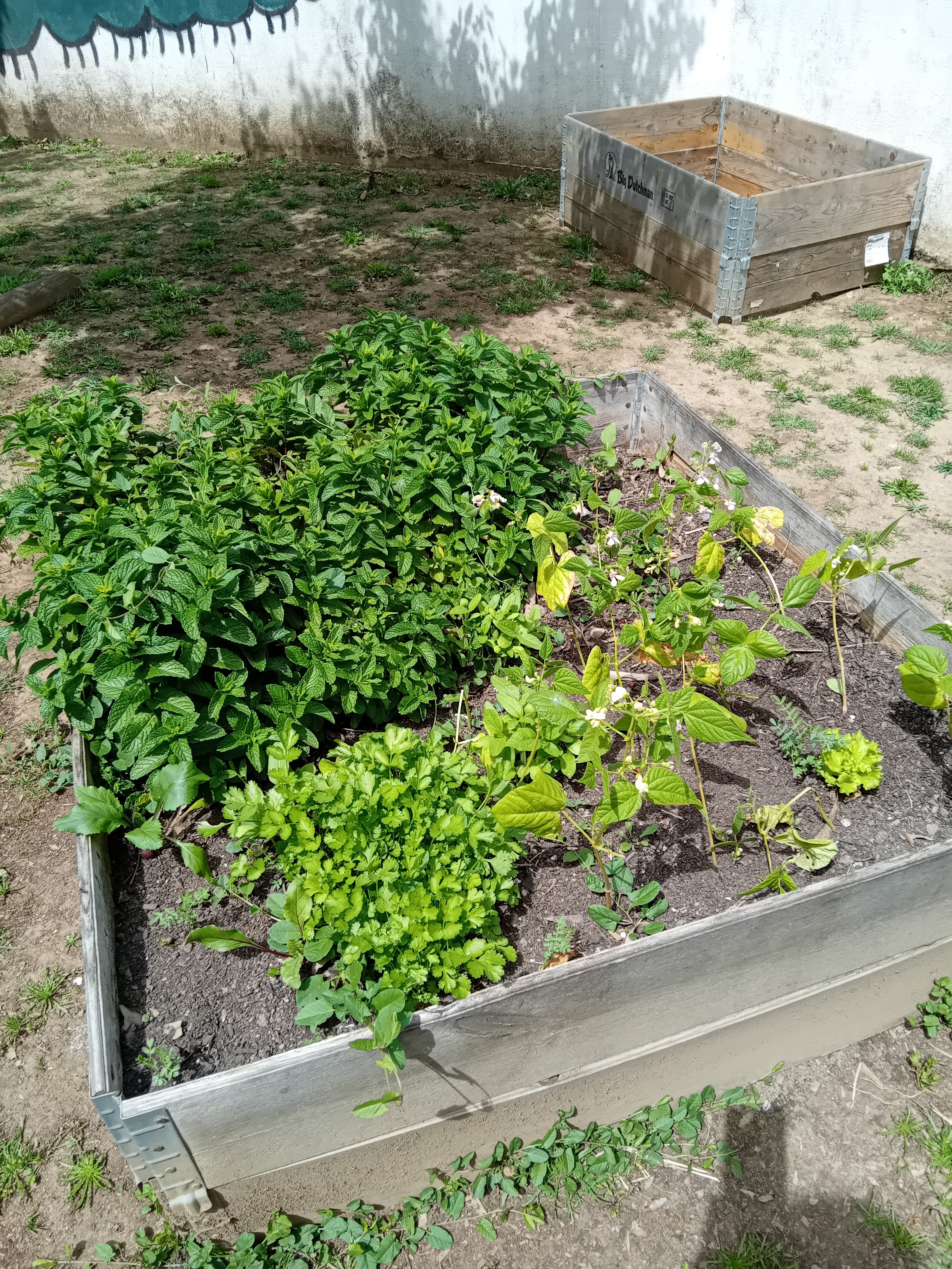 Horta iniciada em março.