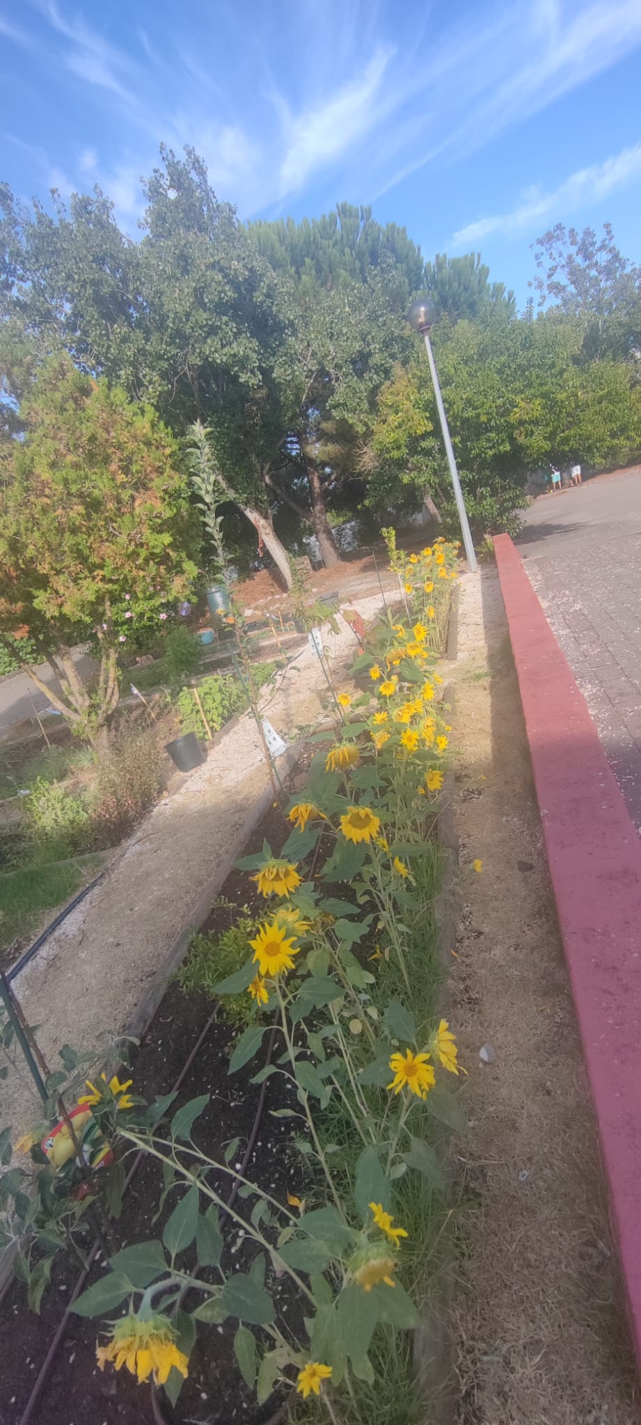 No regresso à escola os girassóis da Horta trazem cor, vida e alegria aos insetos polinizadores, atores fundamentais no equilíbrio do ecossistema.